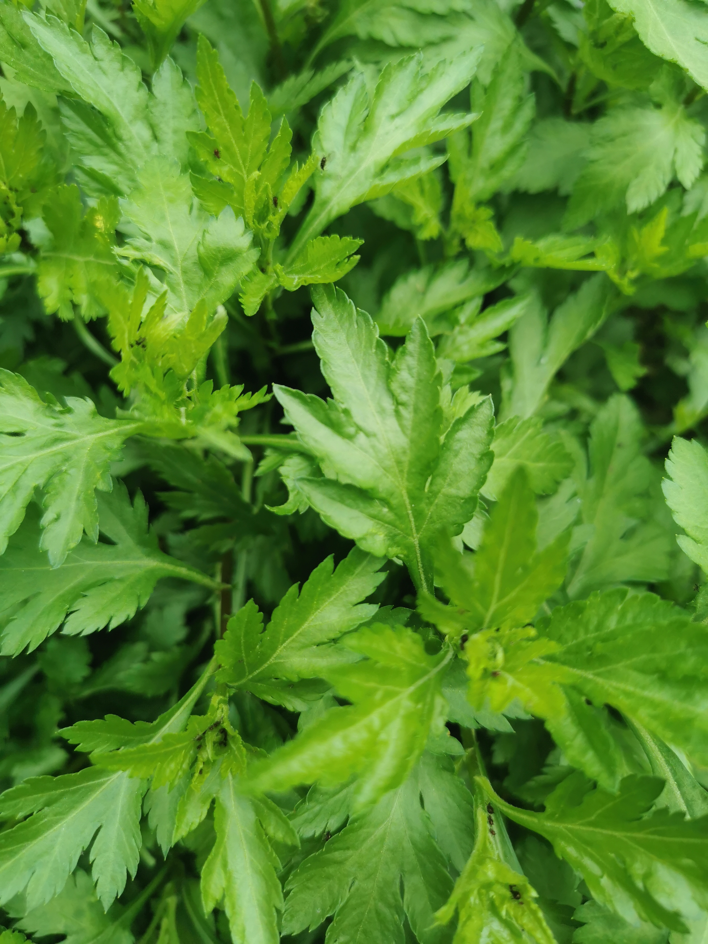 介绍菊花脑的 功效与作用: 清热解毒,平肝明目,降压 1,清热解毒:菊花