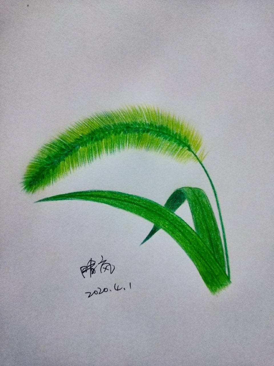 画一副小画——狗尾巴草