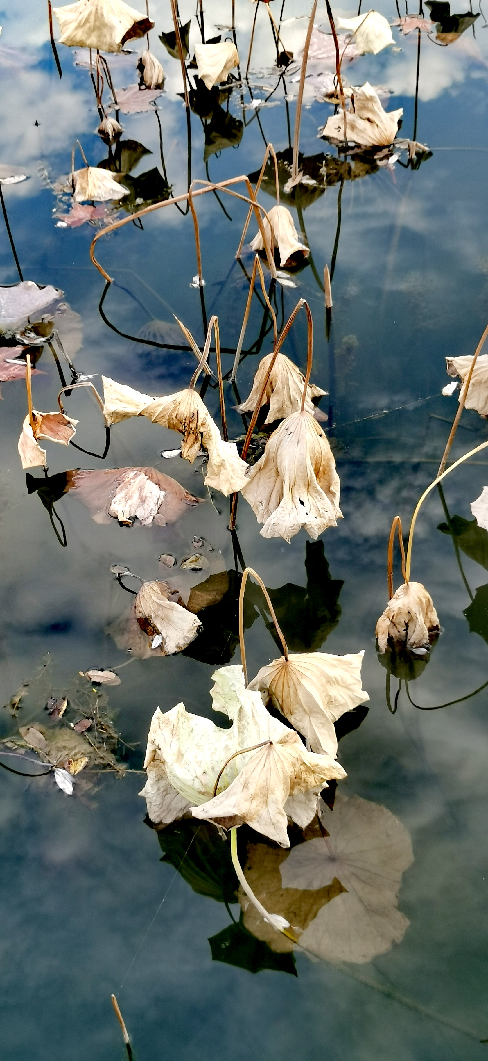 斗地西风吹袅袅,剩得残葩无数.又不耐,清宵冷露.