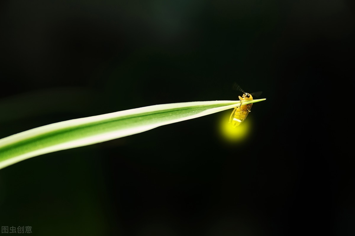 萤火虫的样子图片夜晚图片