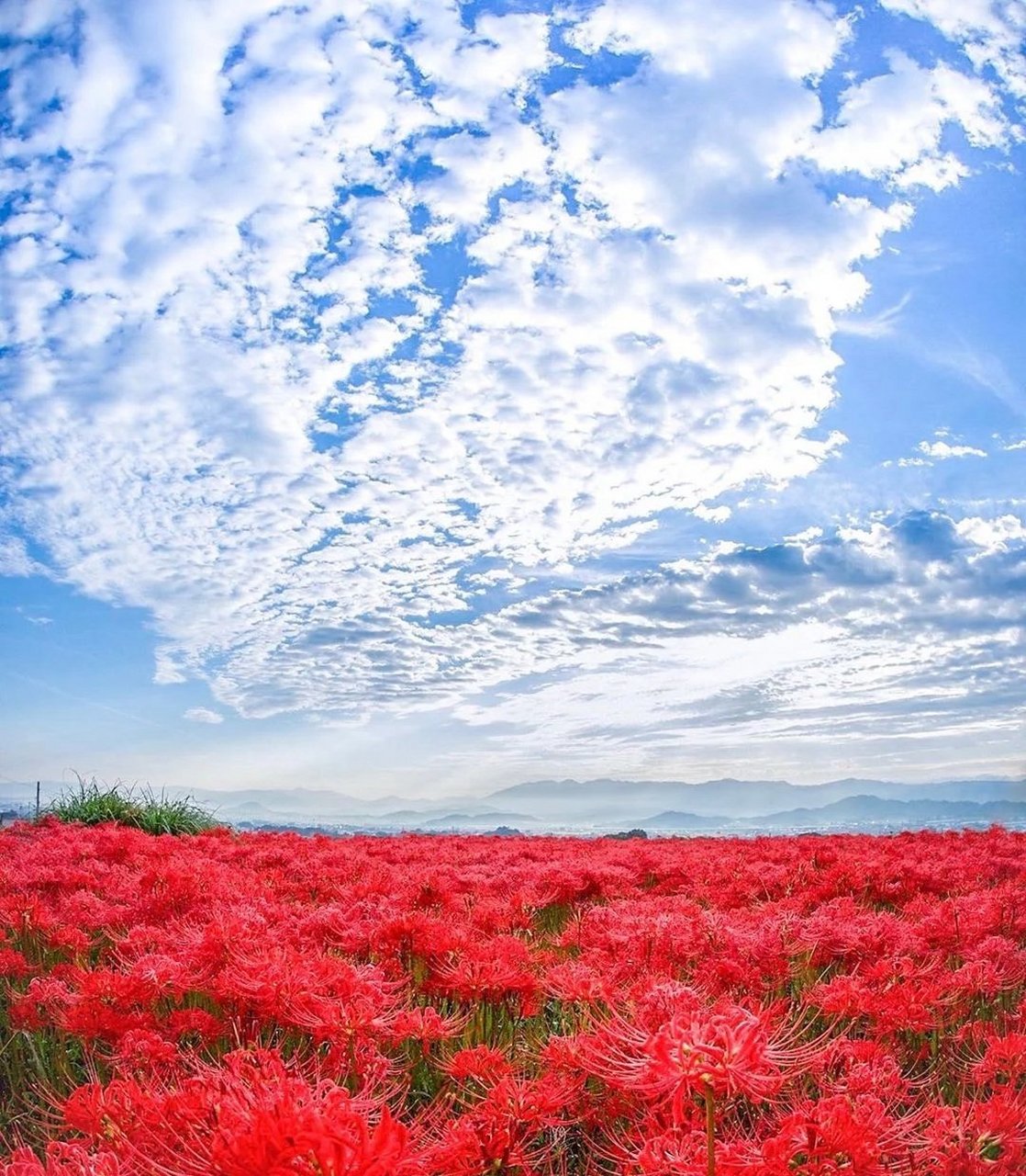 旅游攻略 日本奈良的彼岸花海,何谓彼岸花?