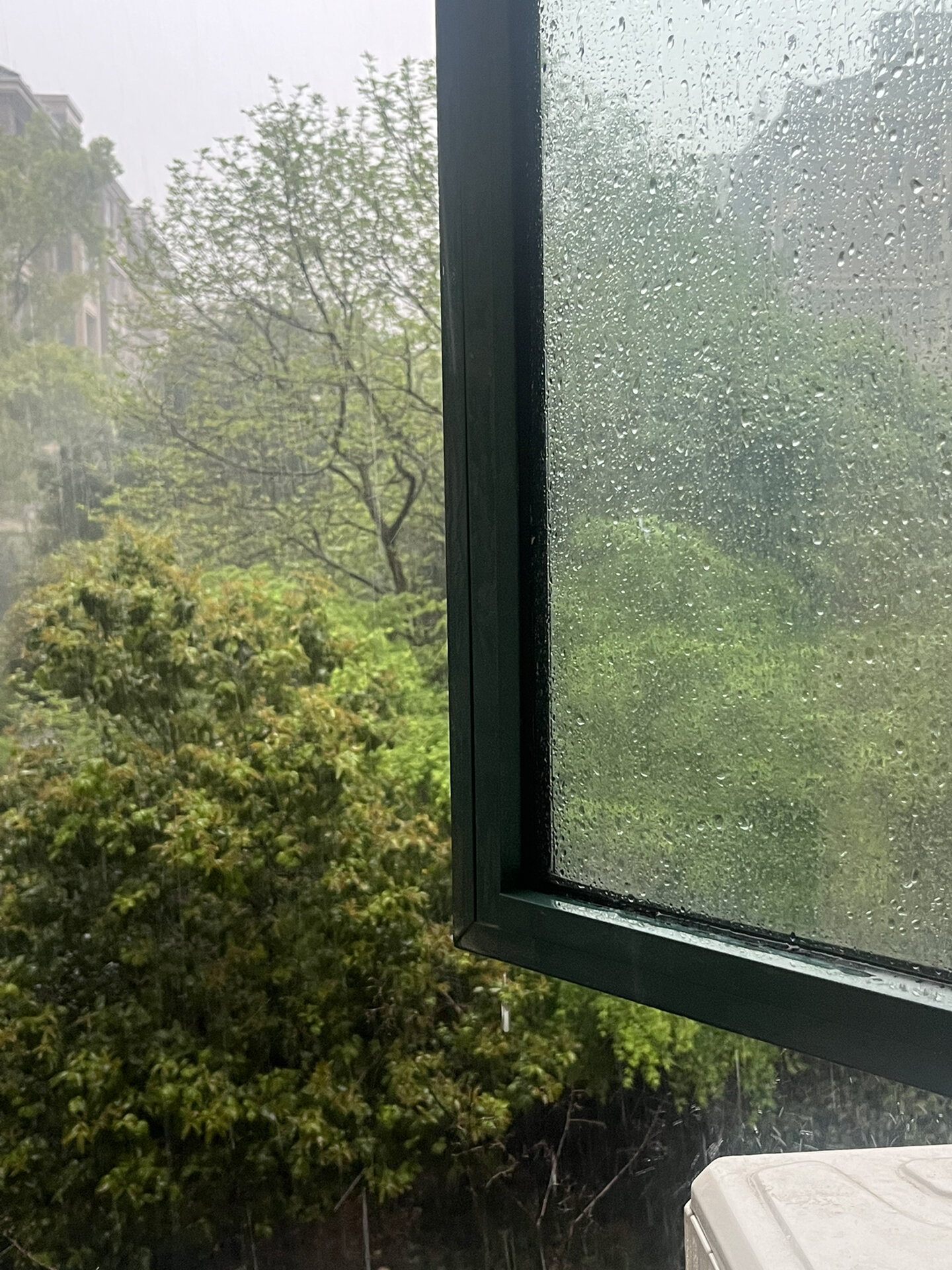 窗外的树木在雨中摇曳