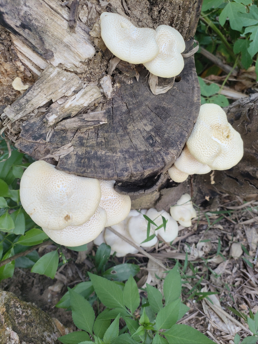 这是白灵芝吗?