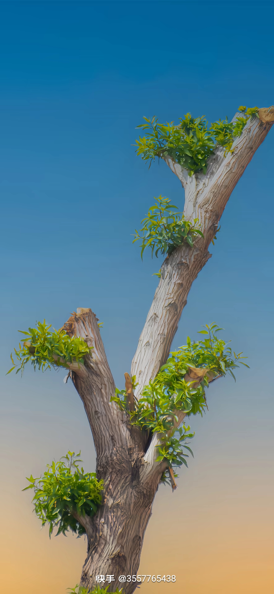 枯木逢春,也能长出新芽.