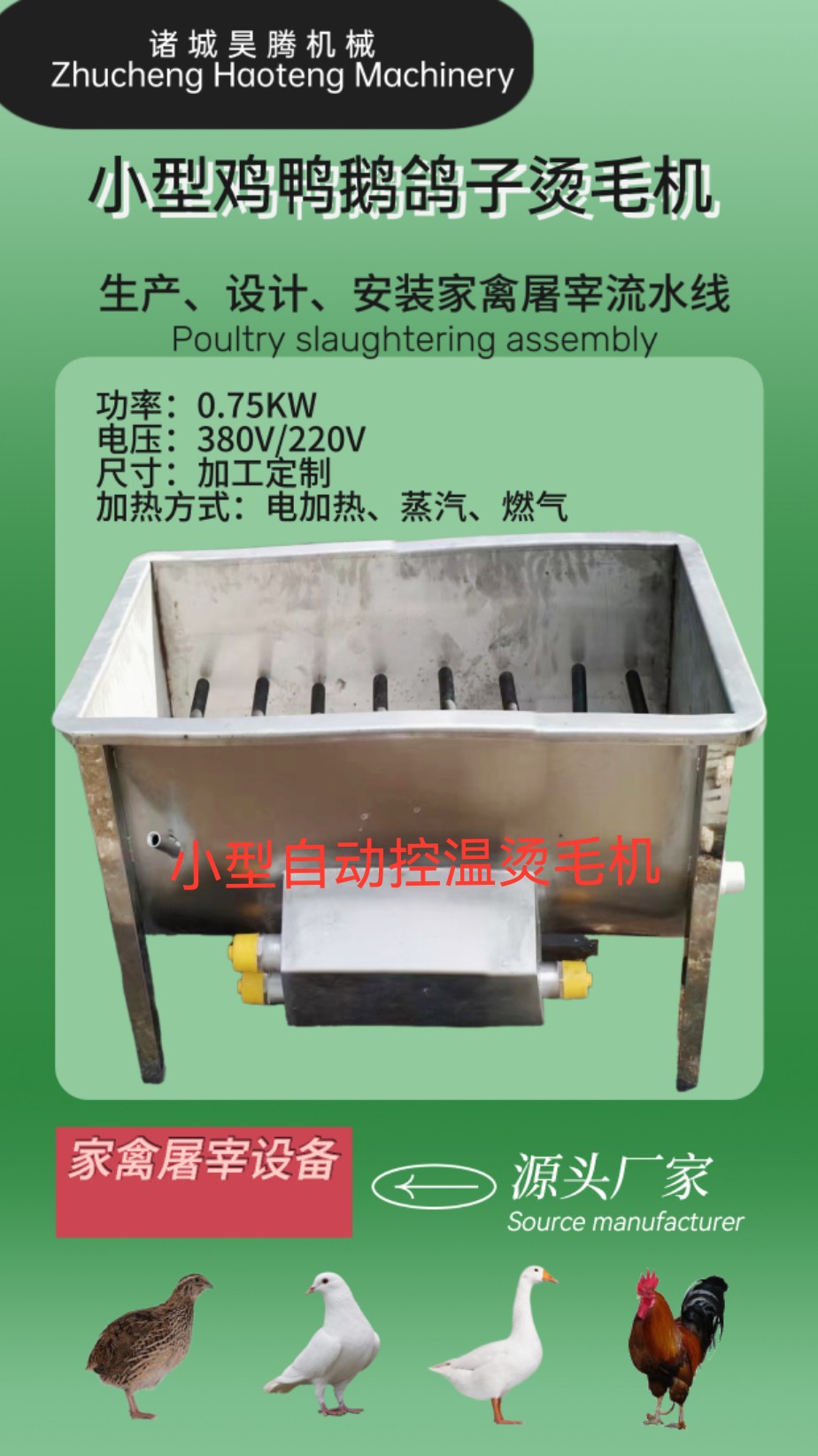 然后开启机器让胶辊转动起来,再将家禽放入机器内进行烫毛