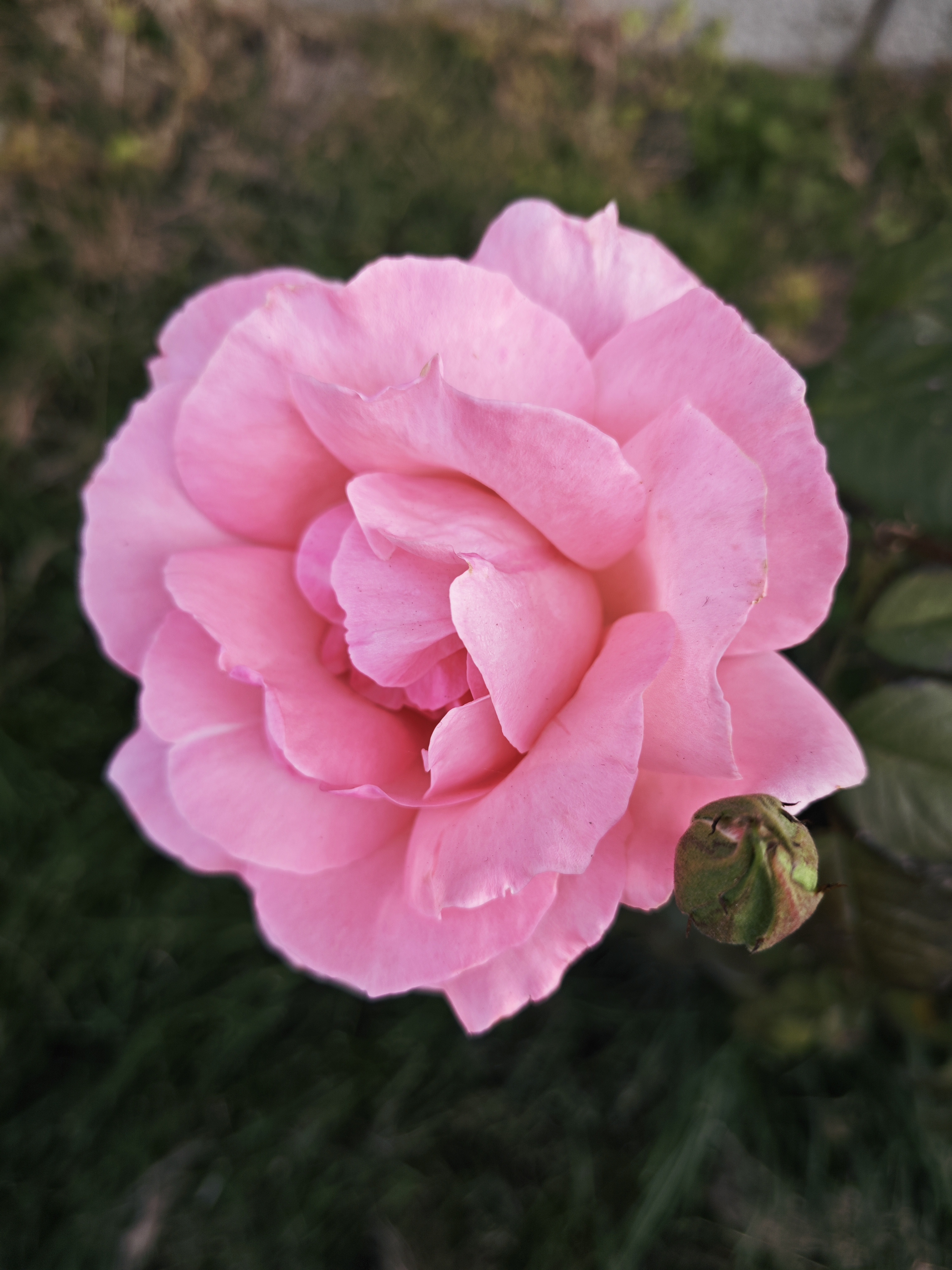 带刺月季四季开, 最喜此花墙边栽. 花苞傲霜怡自在, 与菊为伴斗寒来