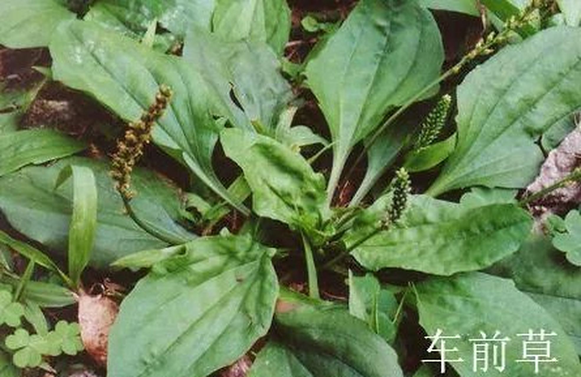 尿为什么是绿色的 尿为什么是绿色的