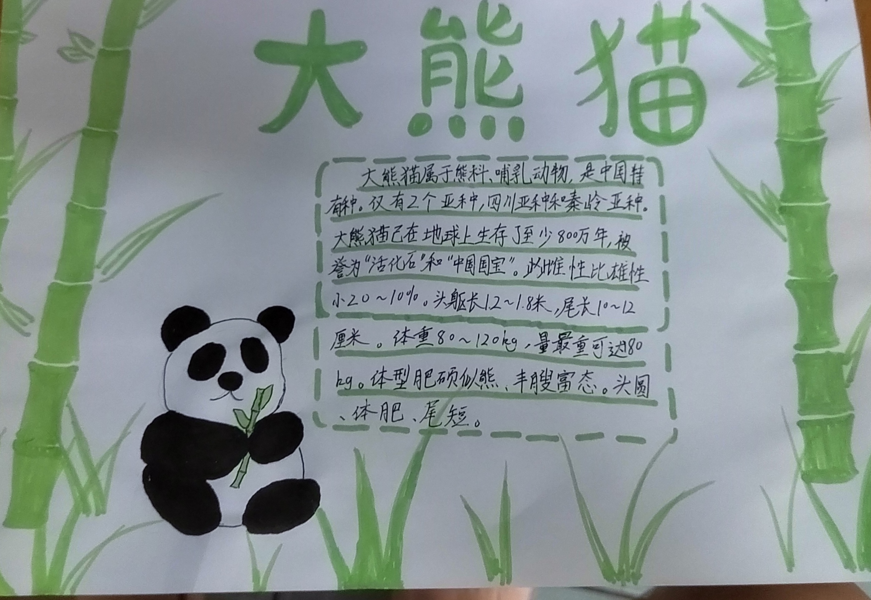 大熊猫手抄报