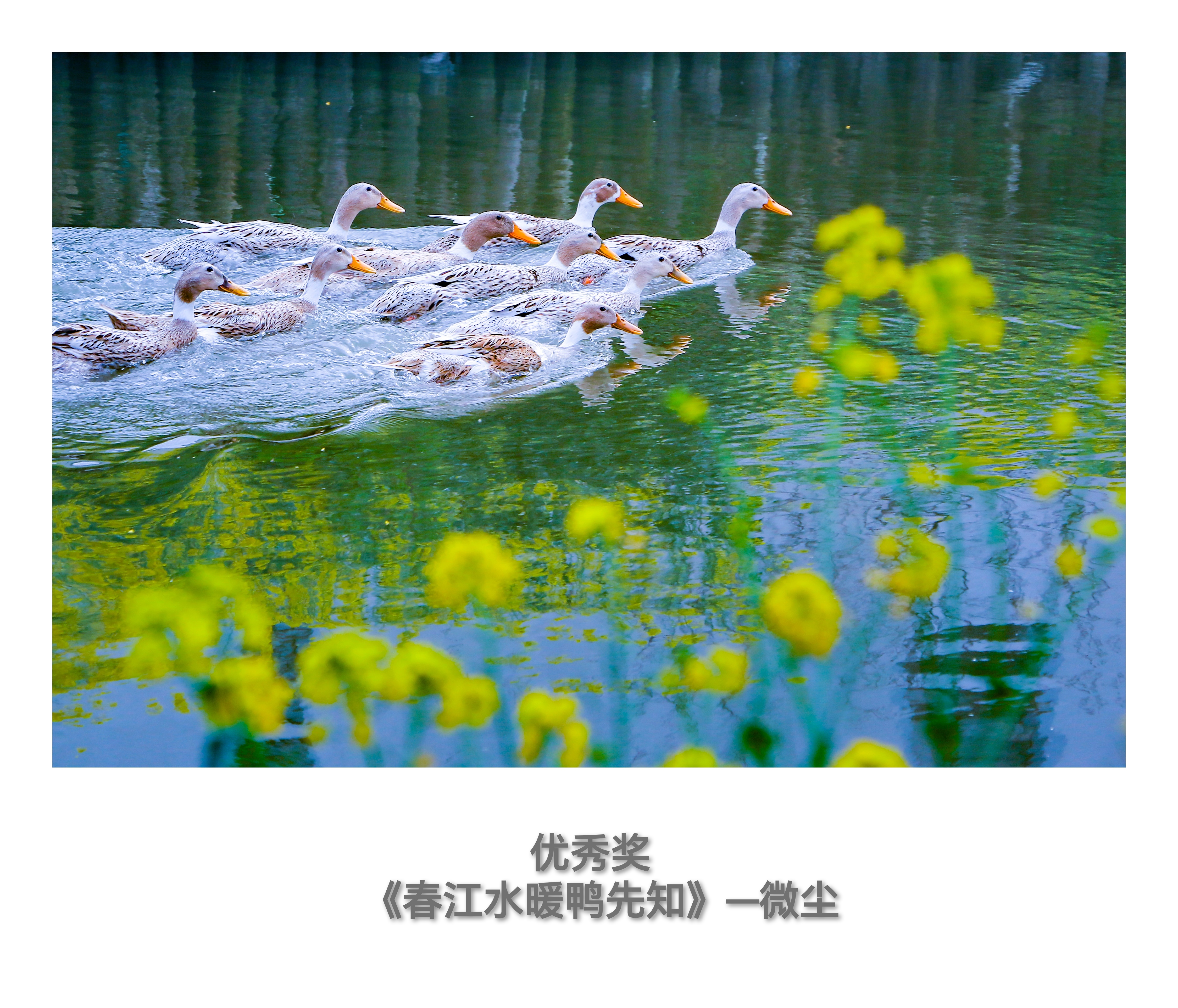此次"我和春天有个约会"摄影比赛优秀奖获奖作品为十幅,其中一幅来自