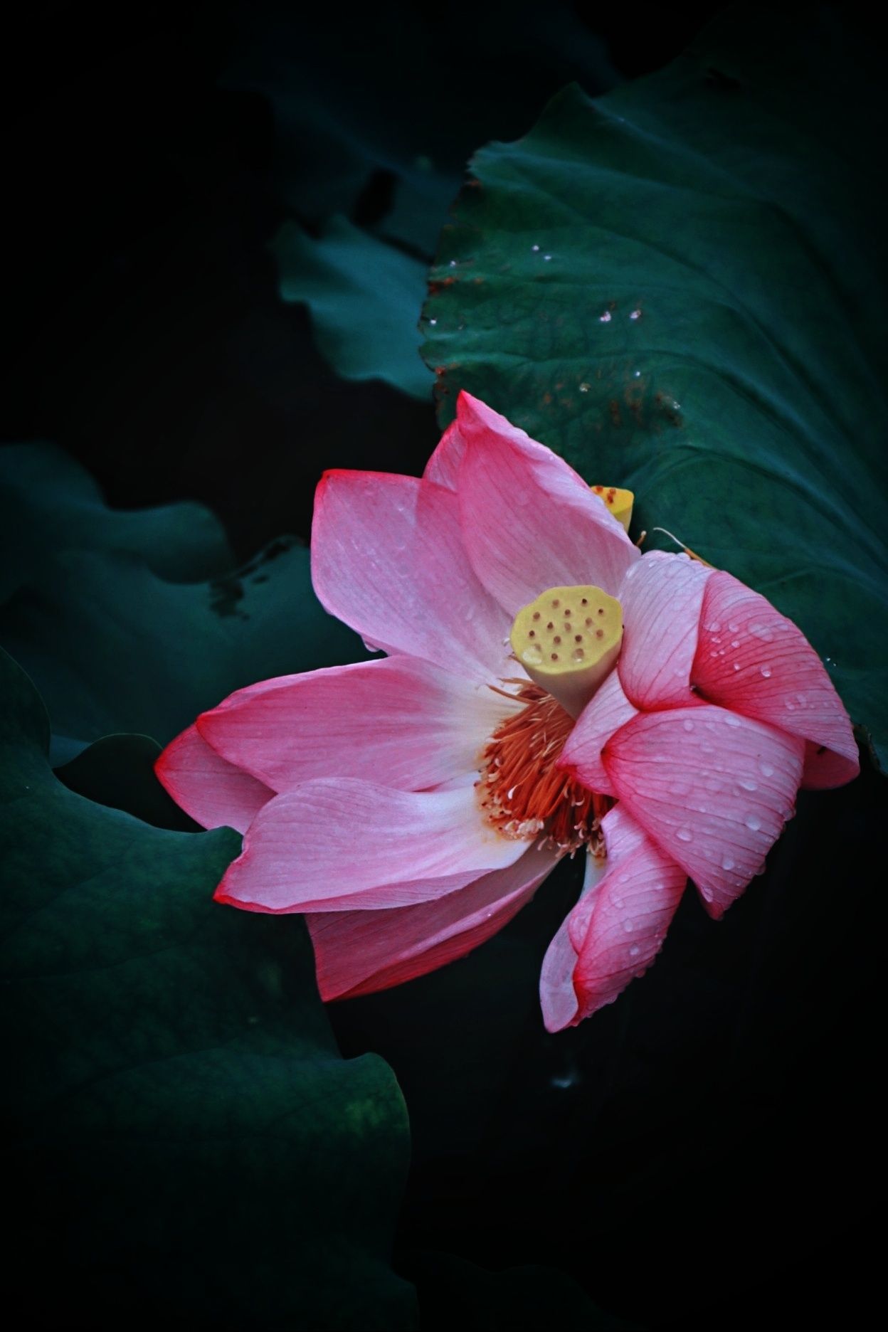 夏日荷花# #清香远溢# #惊艳岁月