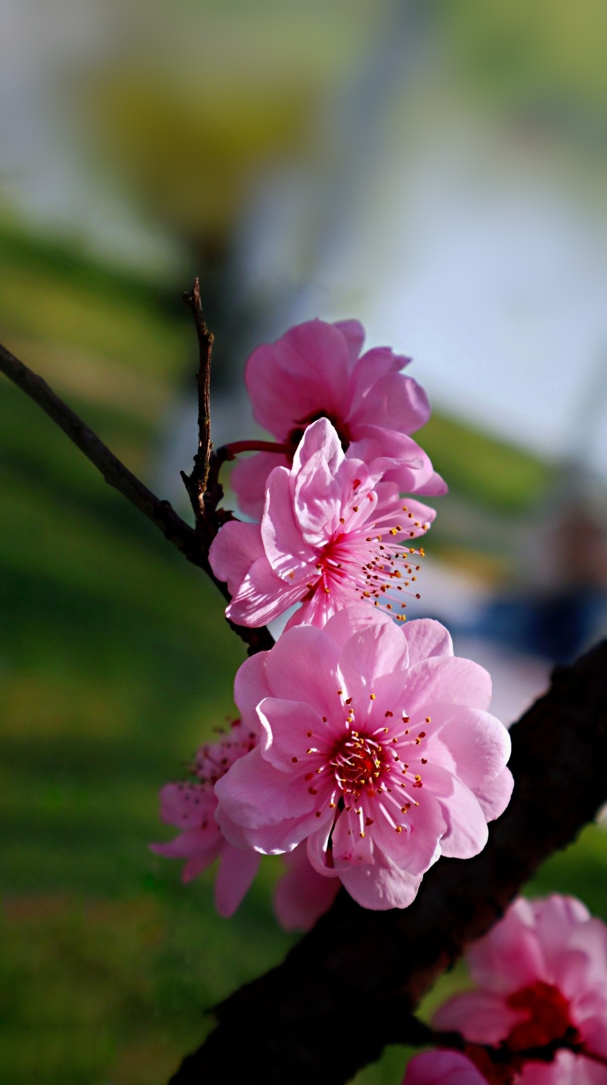 花之韵# 春季拍摄的美人梅分享给你#梅花# 美人梅,紫红色,花粉荷