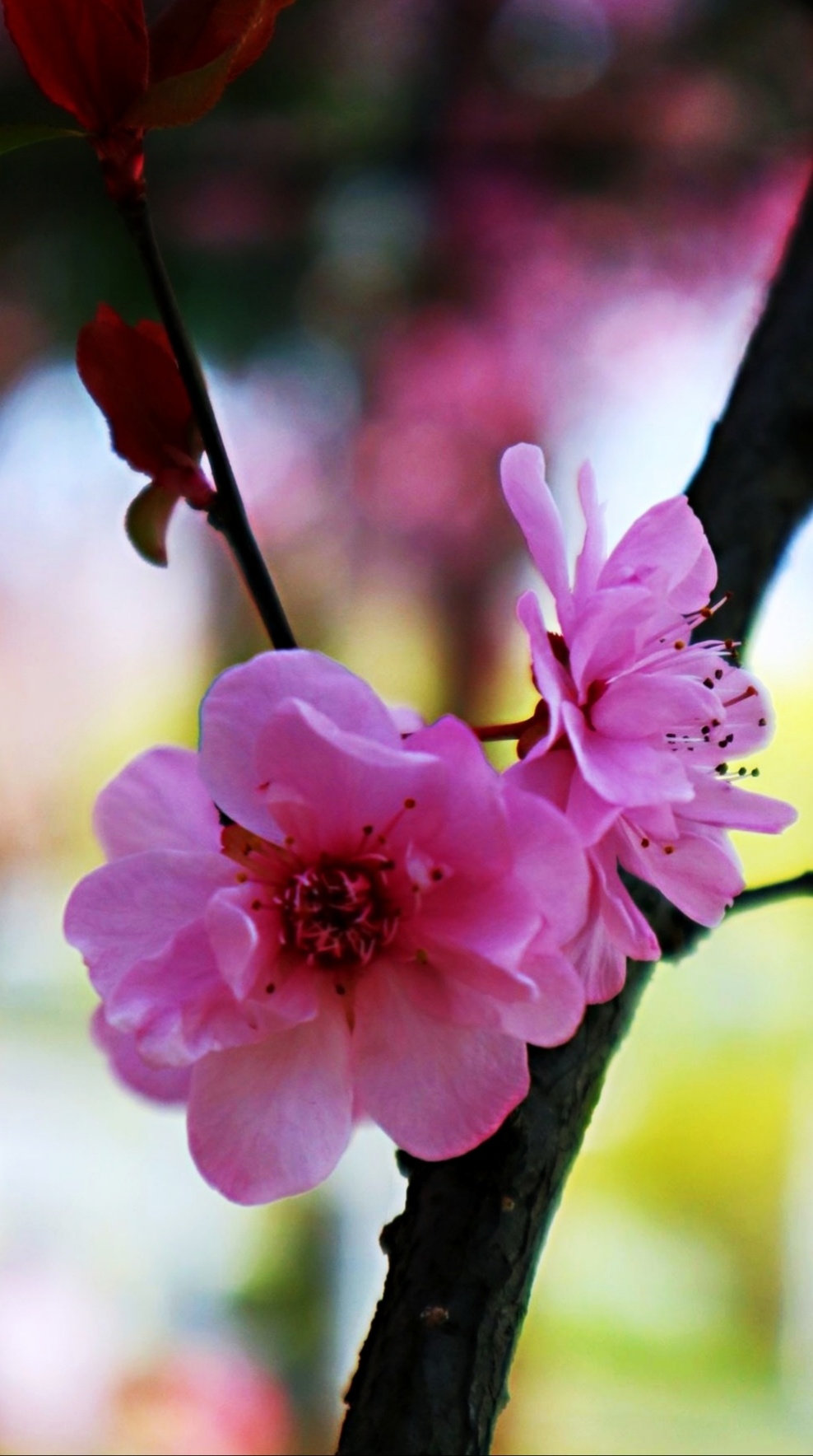 花之韵# 春季拍摄的美人梅分享给你#梅花# 美人梅,紫红色,花粉荷