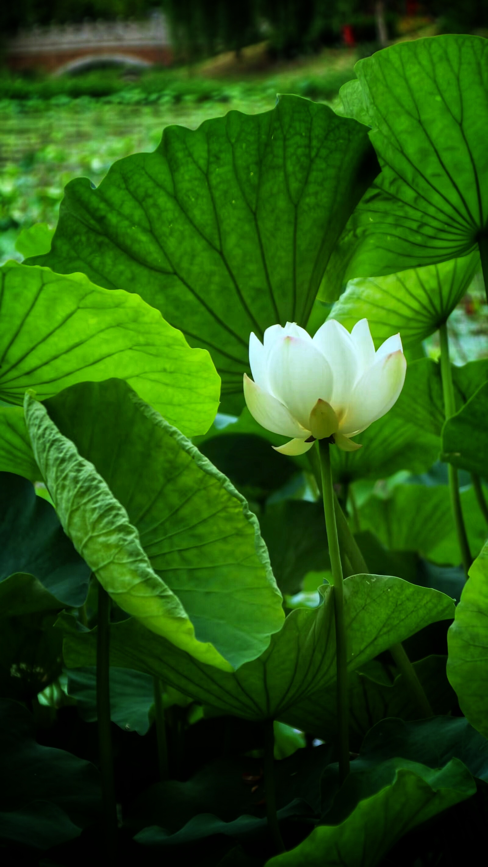 池塘荷花图片图片