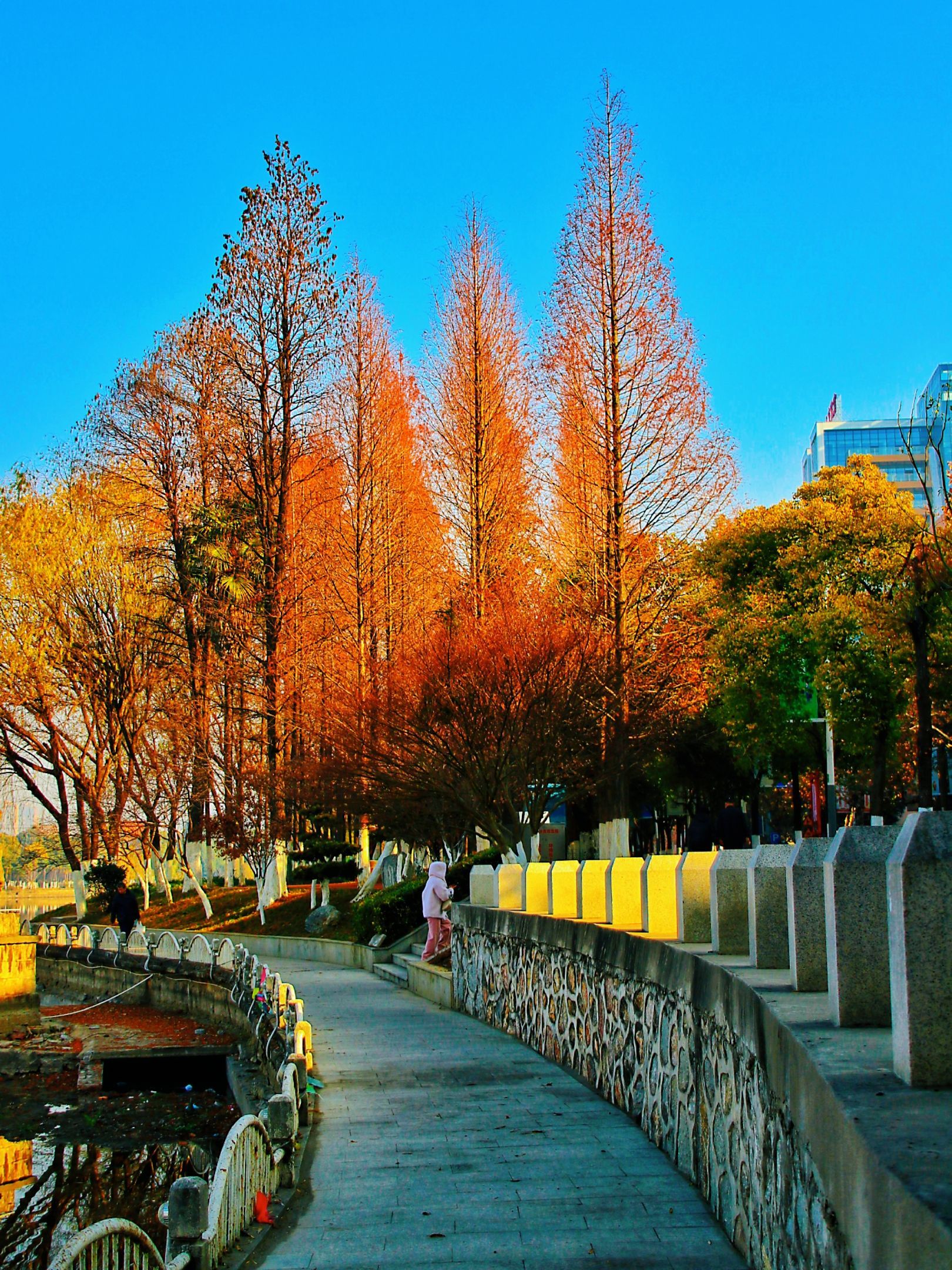 冬天公园里的景色图片