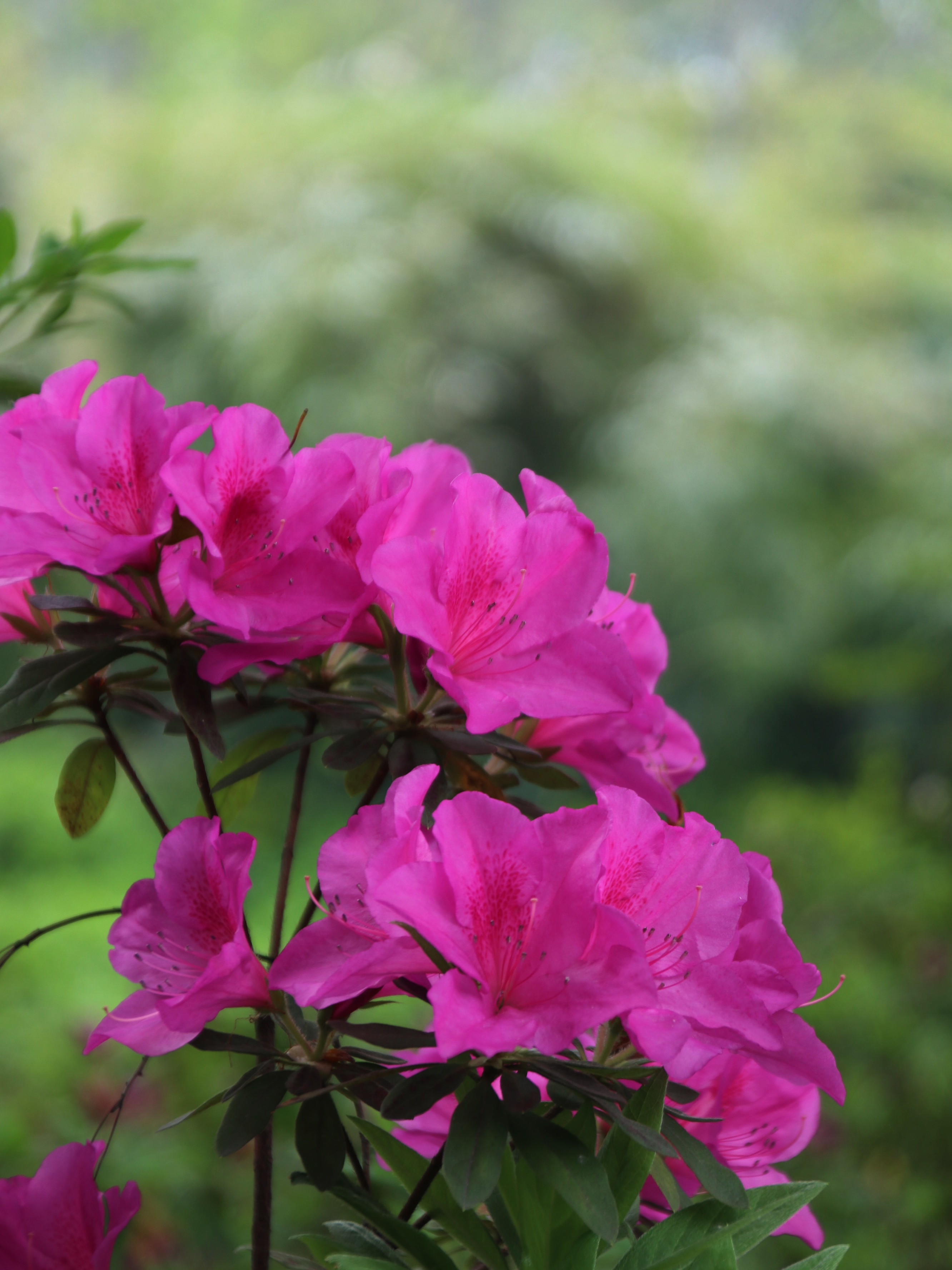 芳菲四月,杜鹃花开,春意盎然,心情愉悦无比.