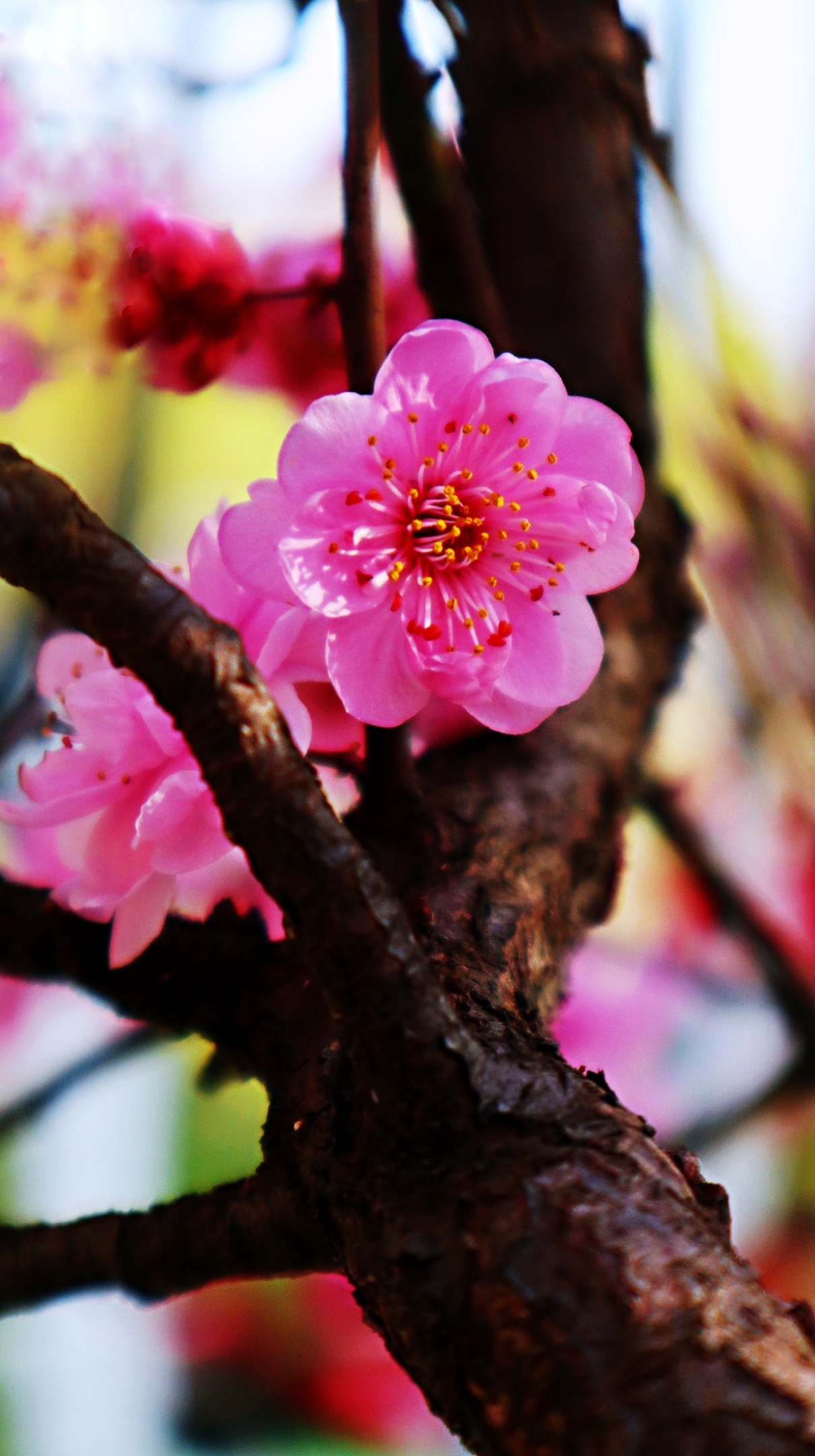 花之韵# 春季拍摄的美人梅分享给你#梅花# 美人梅,紫红色,花粉荷