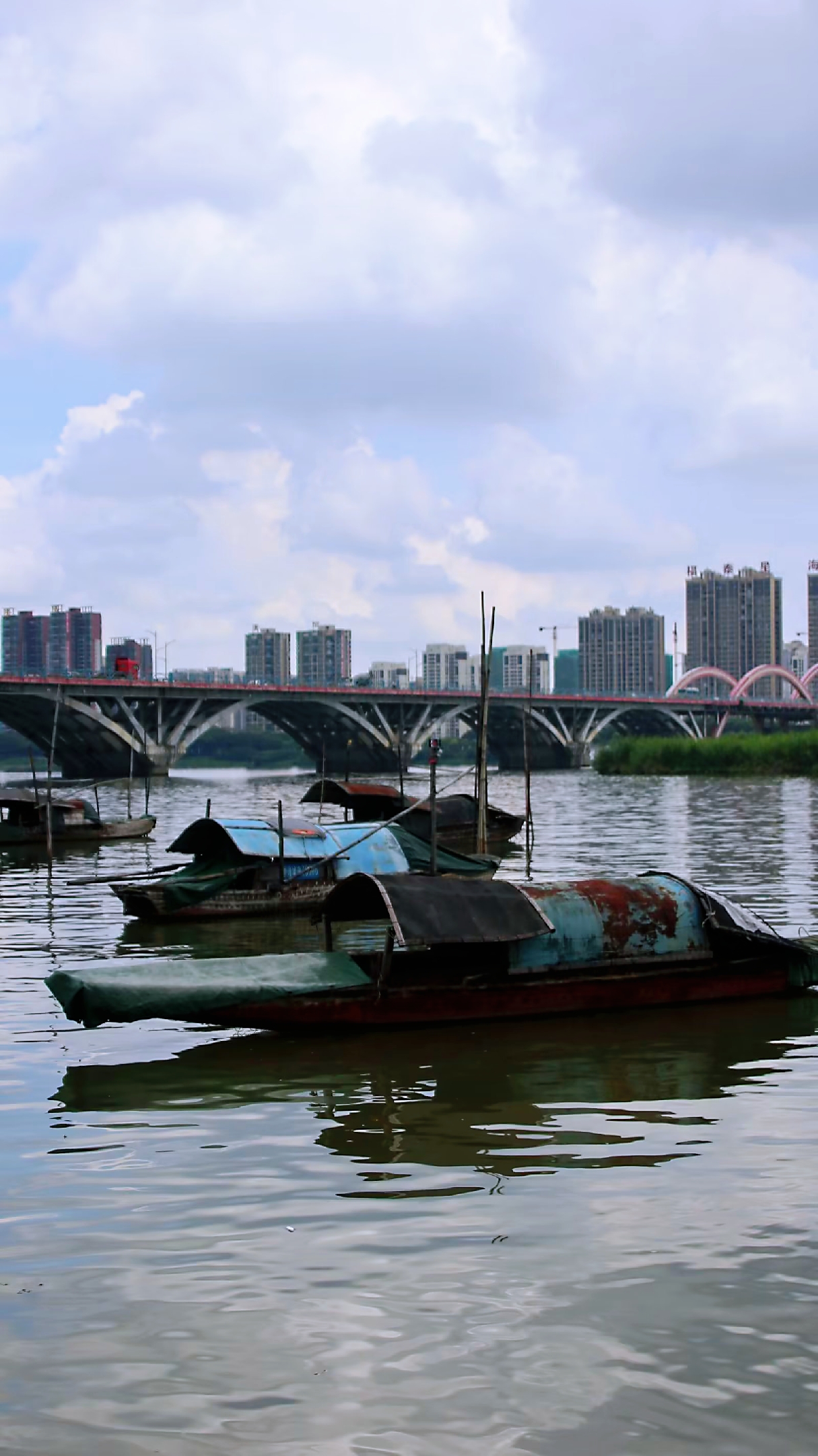 北江渔舟,这是清远市北江北岸的一道靓丽的风景线,渔民们在盛夏八月