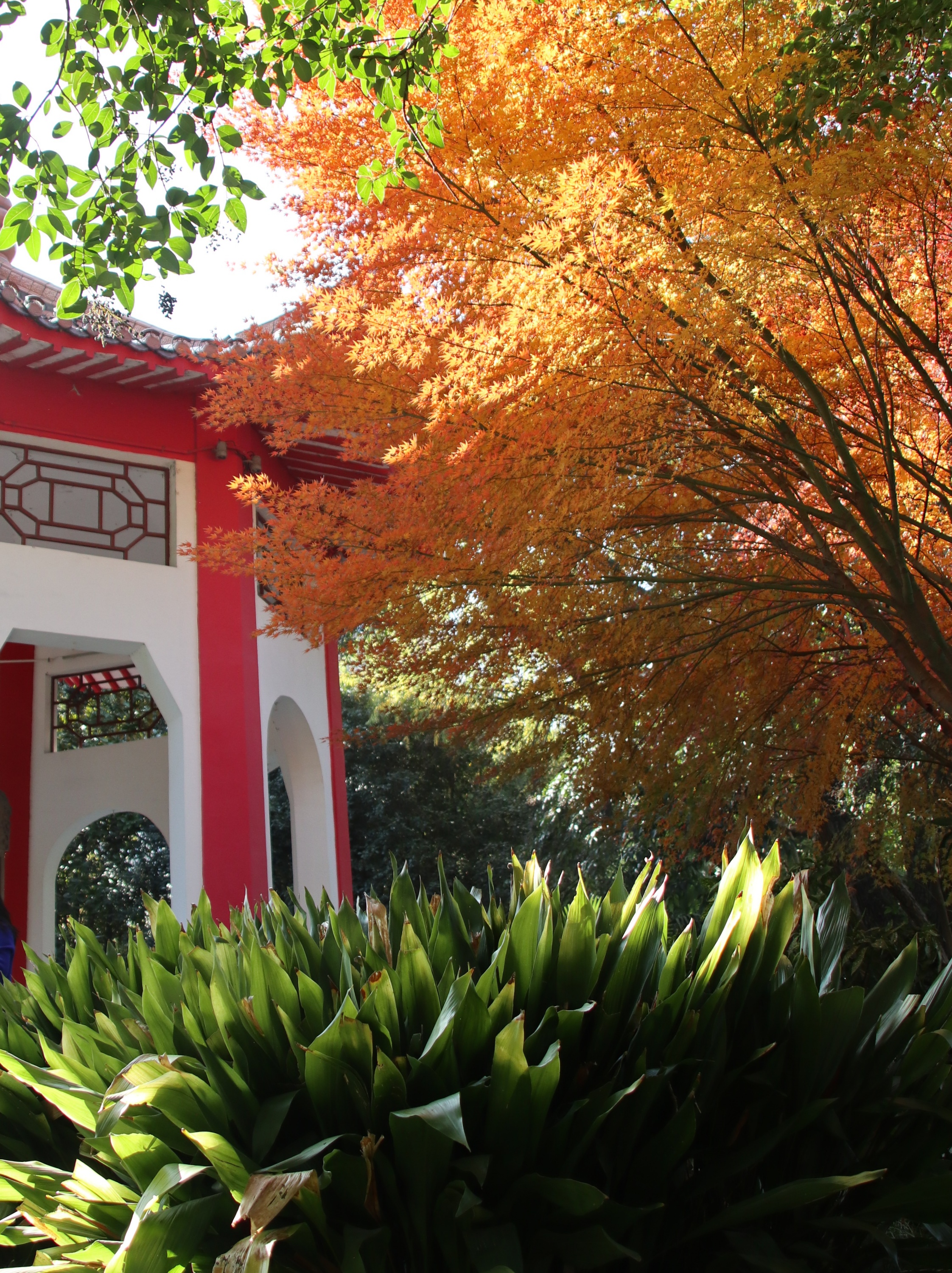 漫步在枫叶漫舞的小道上,一片片红叶在风中轻舞