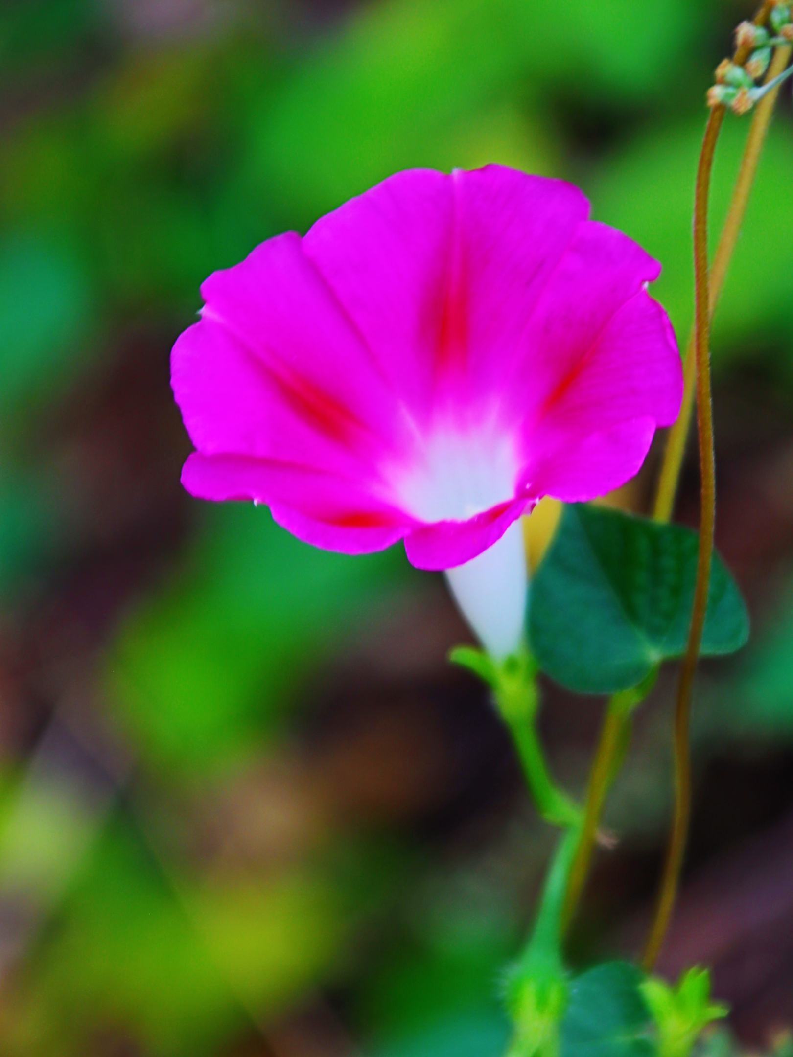 浅秋时节的八岭山,粉色牵牛花漫山遍野,如梦如幻.