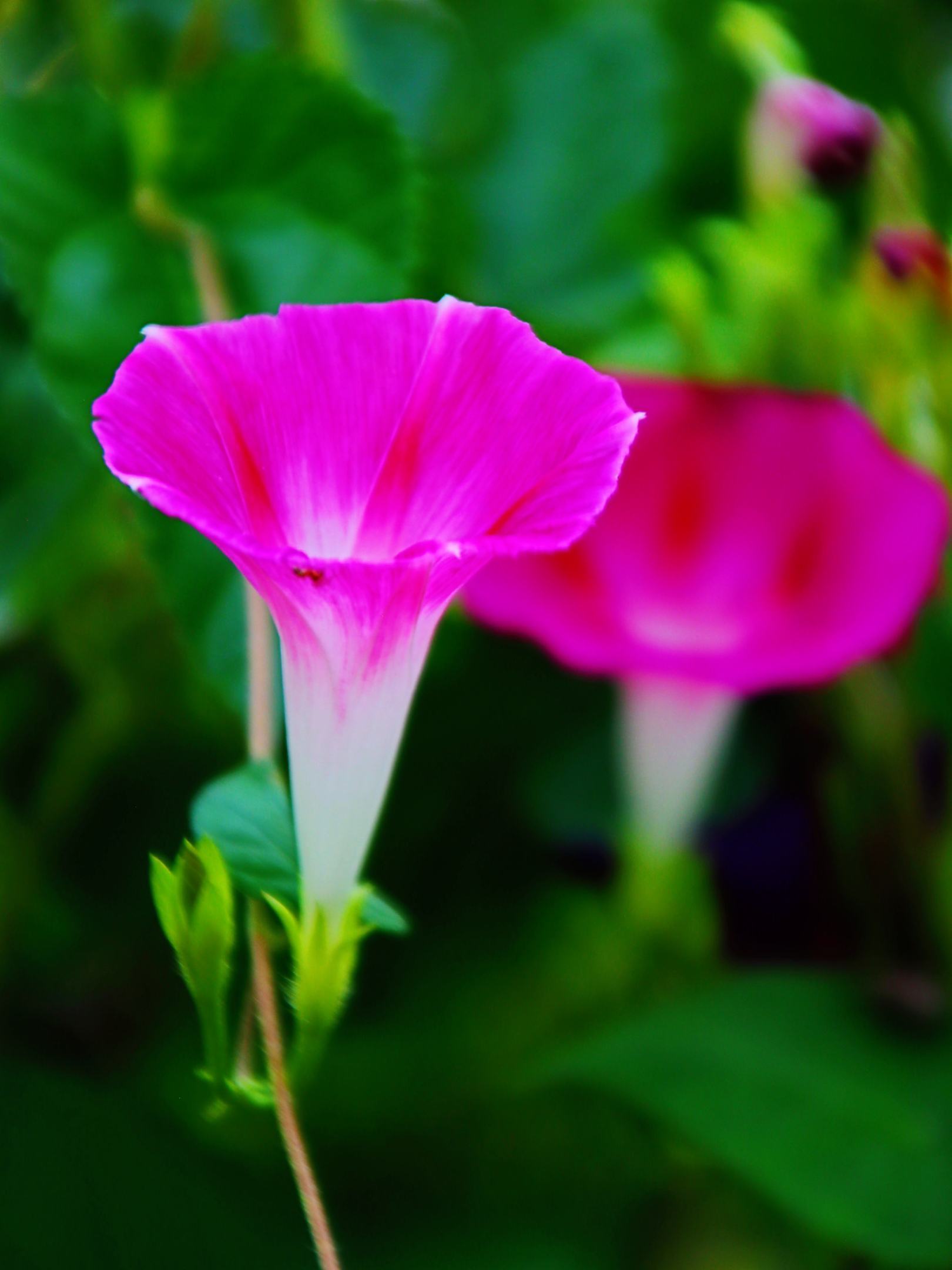 牵牛花的生长季节图片