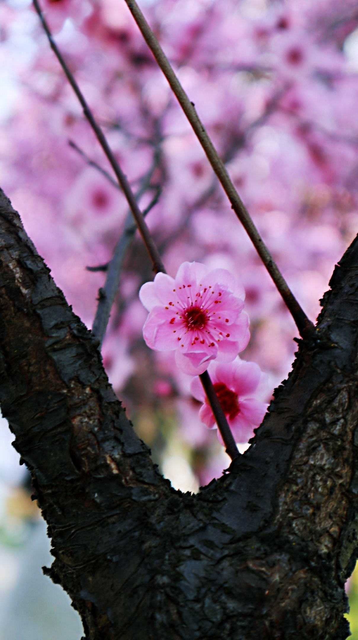 花之韵# 春季拍摄的美人梅分享给你#梅花# 美人梅,紫红色,花粉荷