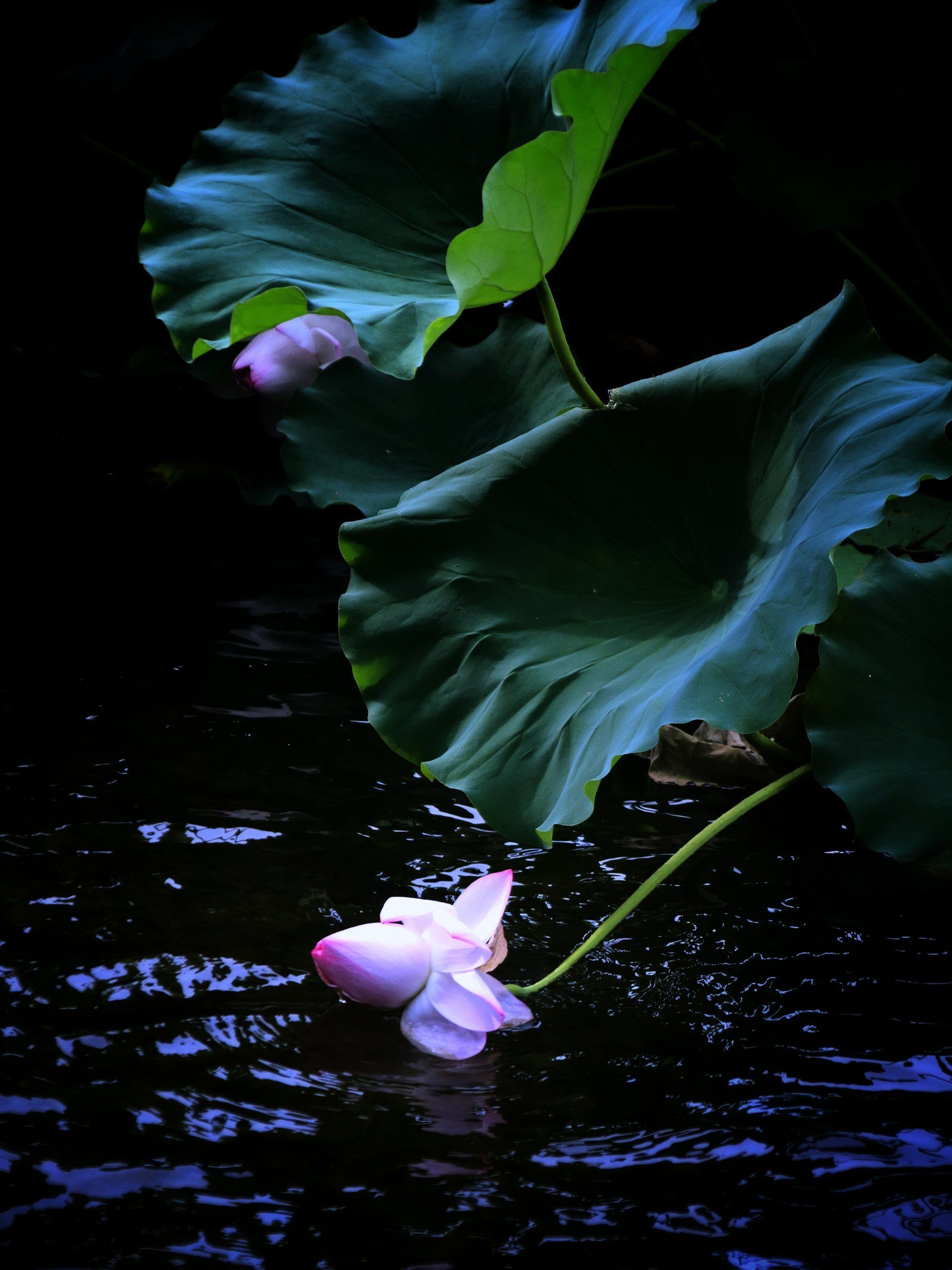 渐行渐远,此情难忘,荷花依旧,君心是否依旧?