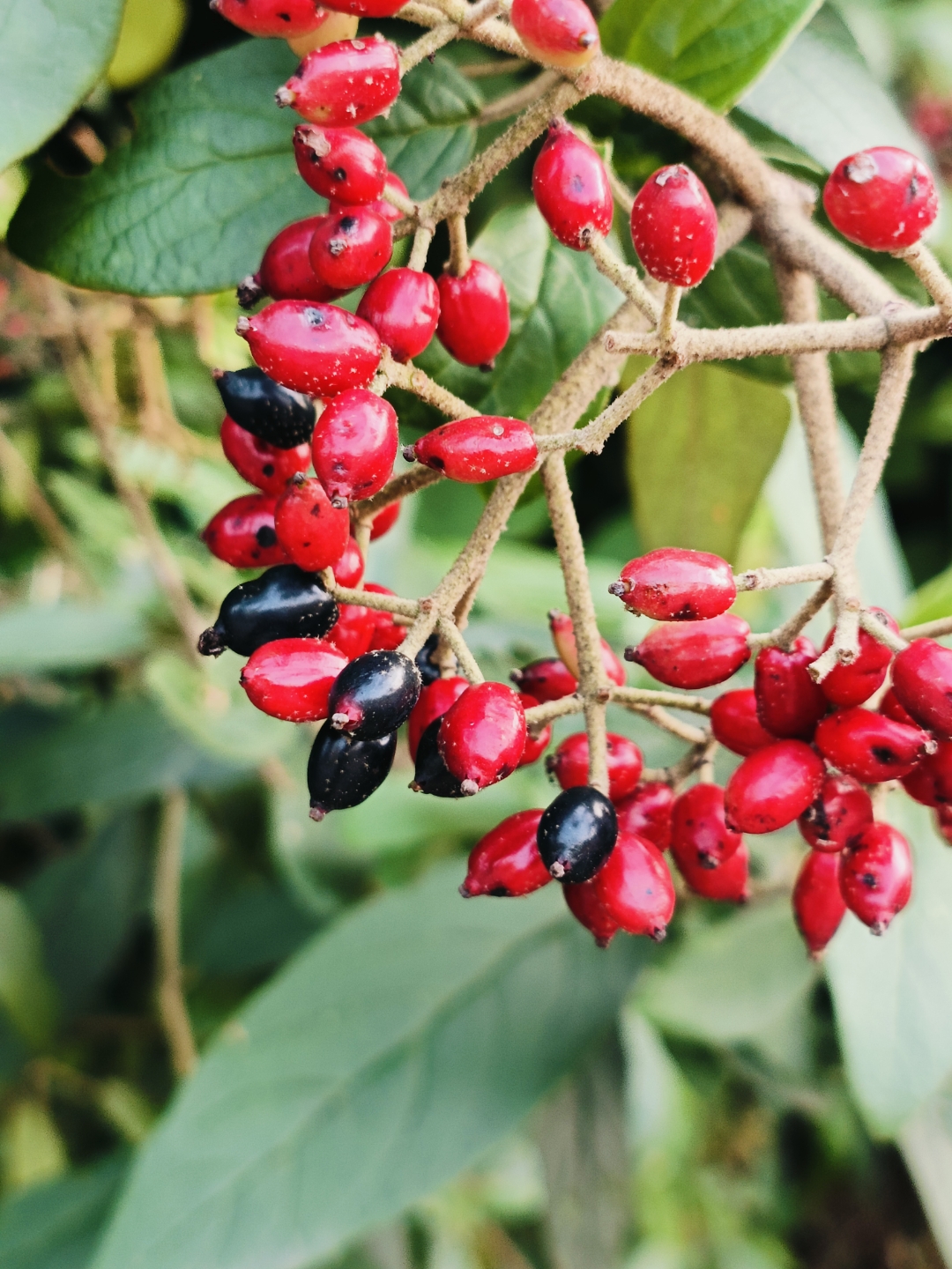 今天在路边看到好多这个果果,要是能吃就好了,要是味道不错那就更好了