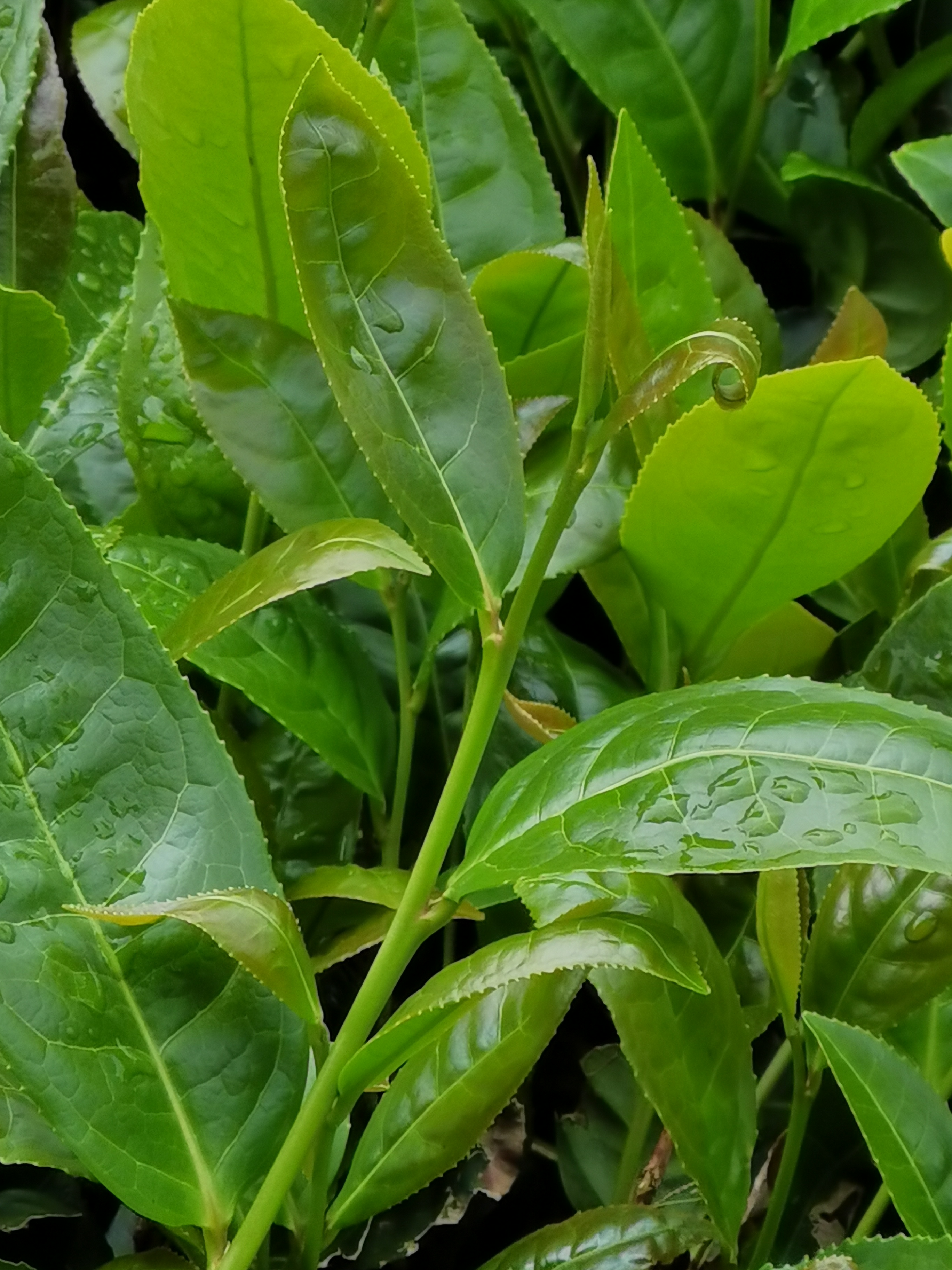 原生态大红袍