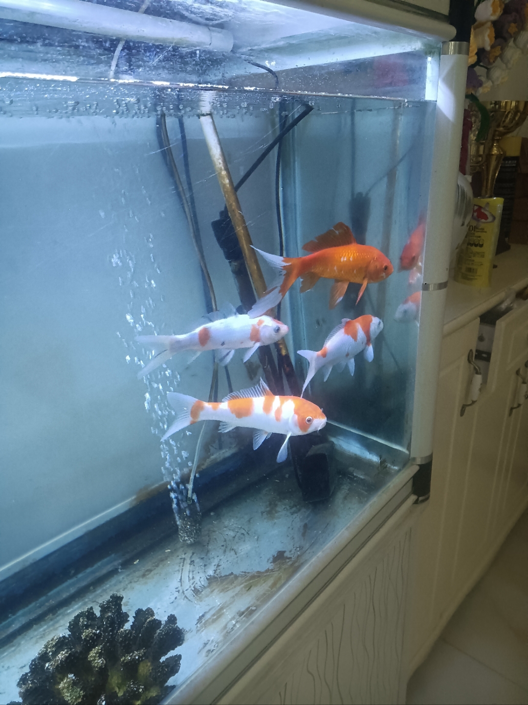 我发现给鱼缸里的鱼换水也不是很麻烦的事,以前要换二到三个小时,现在