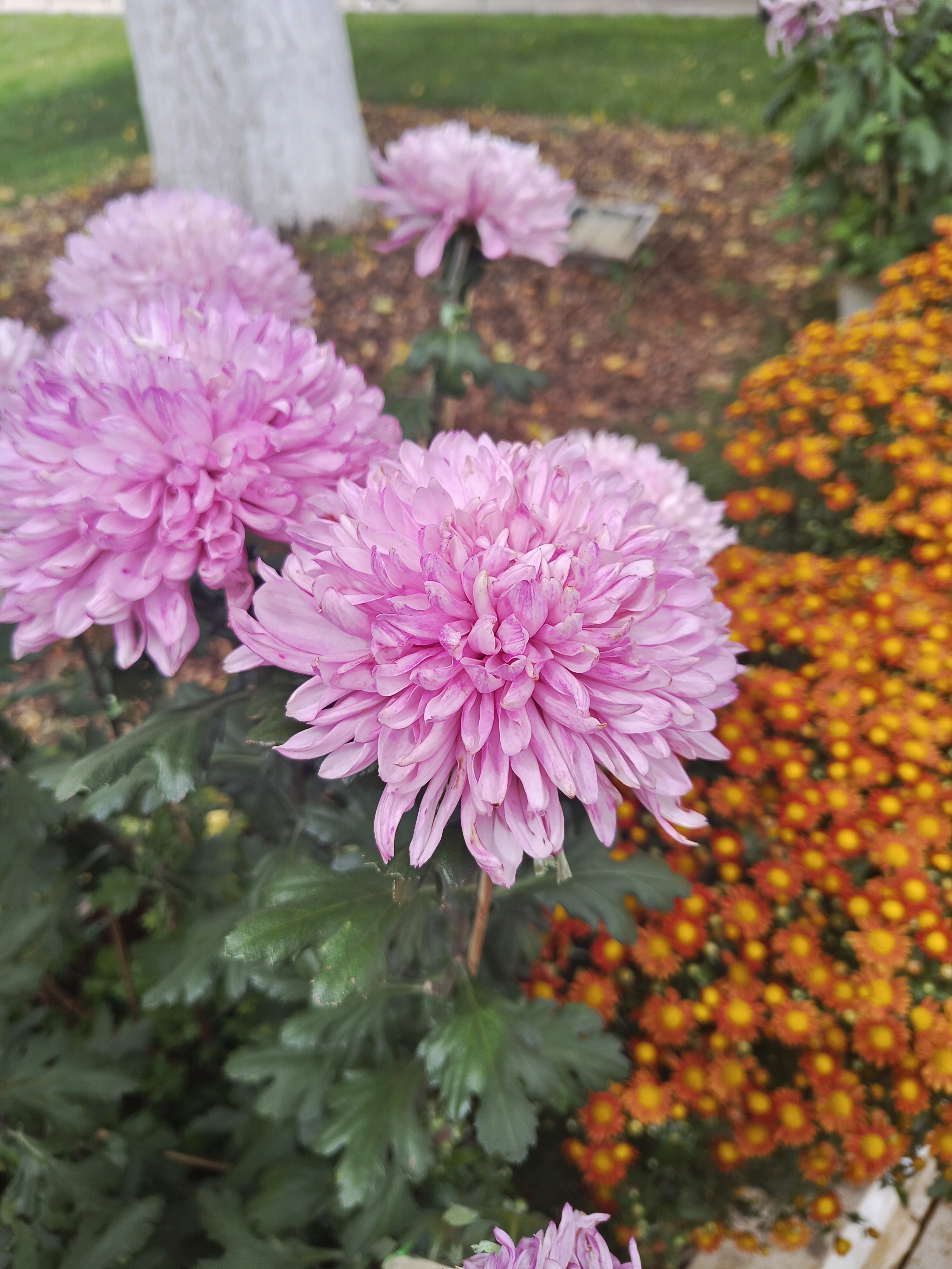 93秋风起,菊花黄,那一丛粉红色的菊花,在绿叶的簇拥下,宛如秋天的