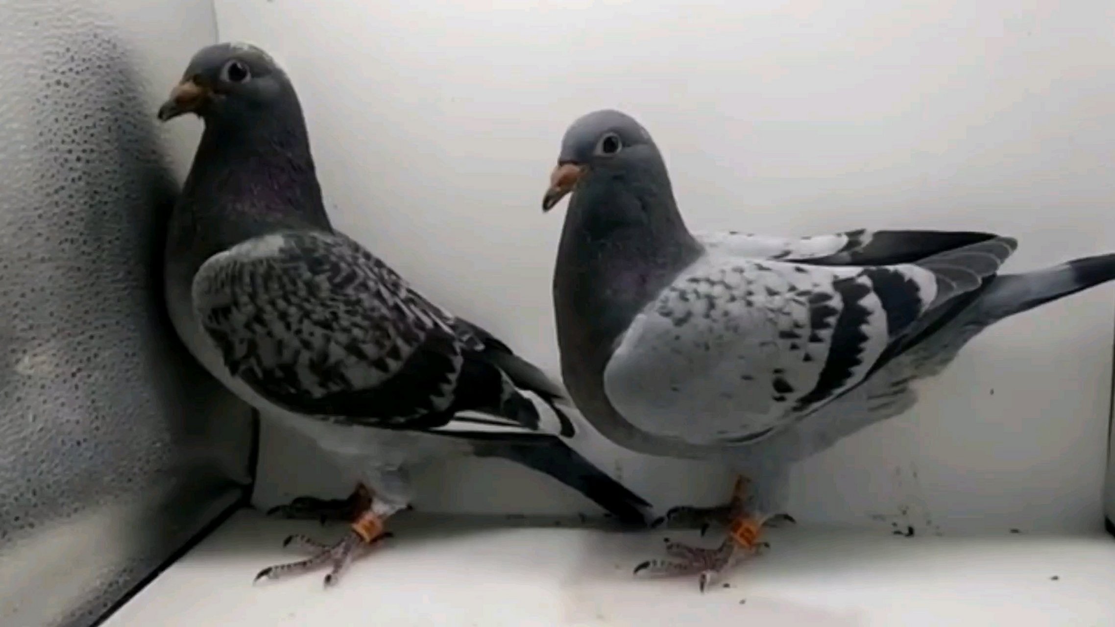 鸽子的嗉囊炎的现象算是一种比较常见的问题,有的时候嗉囊炎问题是