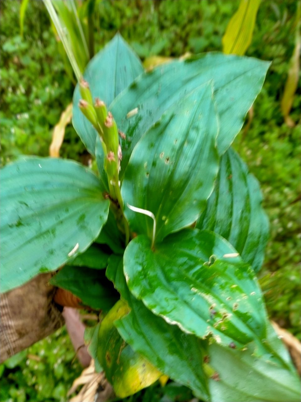 羊耳草