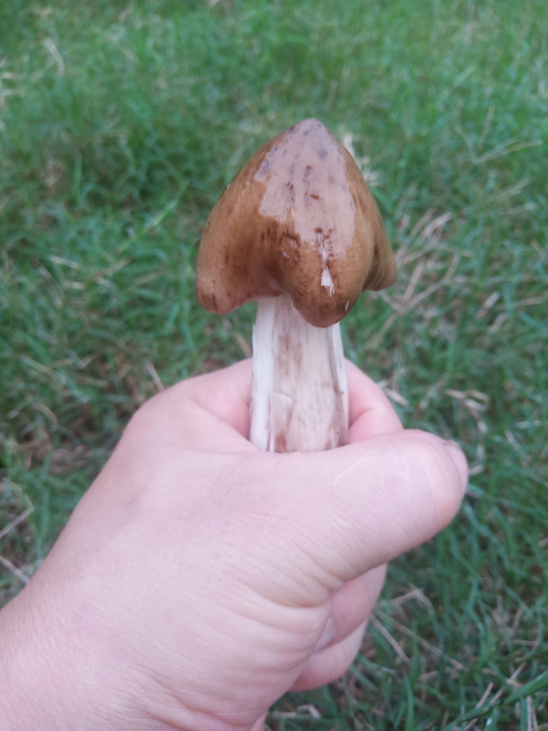 好吃的不行,爽口嫩滑,嘎嘣脆!