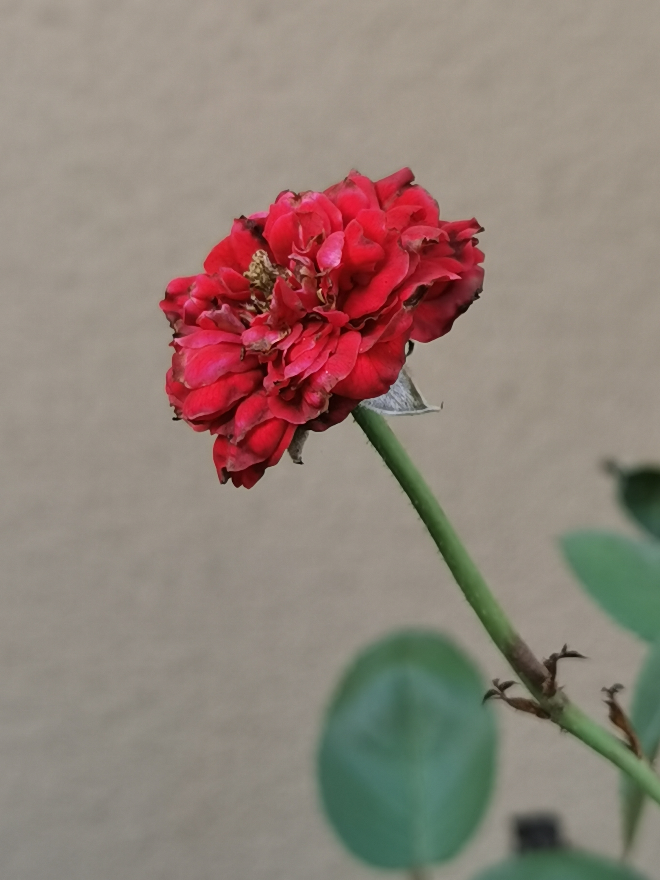 一朵被虫子摧残过的花,顽强绽放,太美了,忍不住拍下来分享.