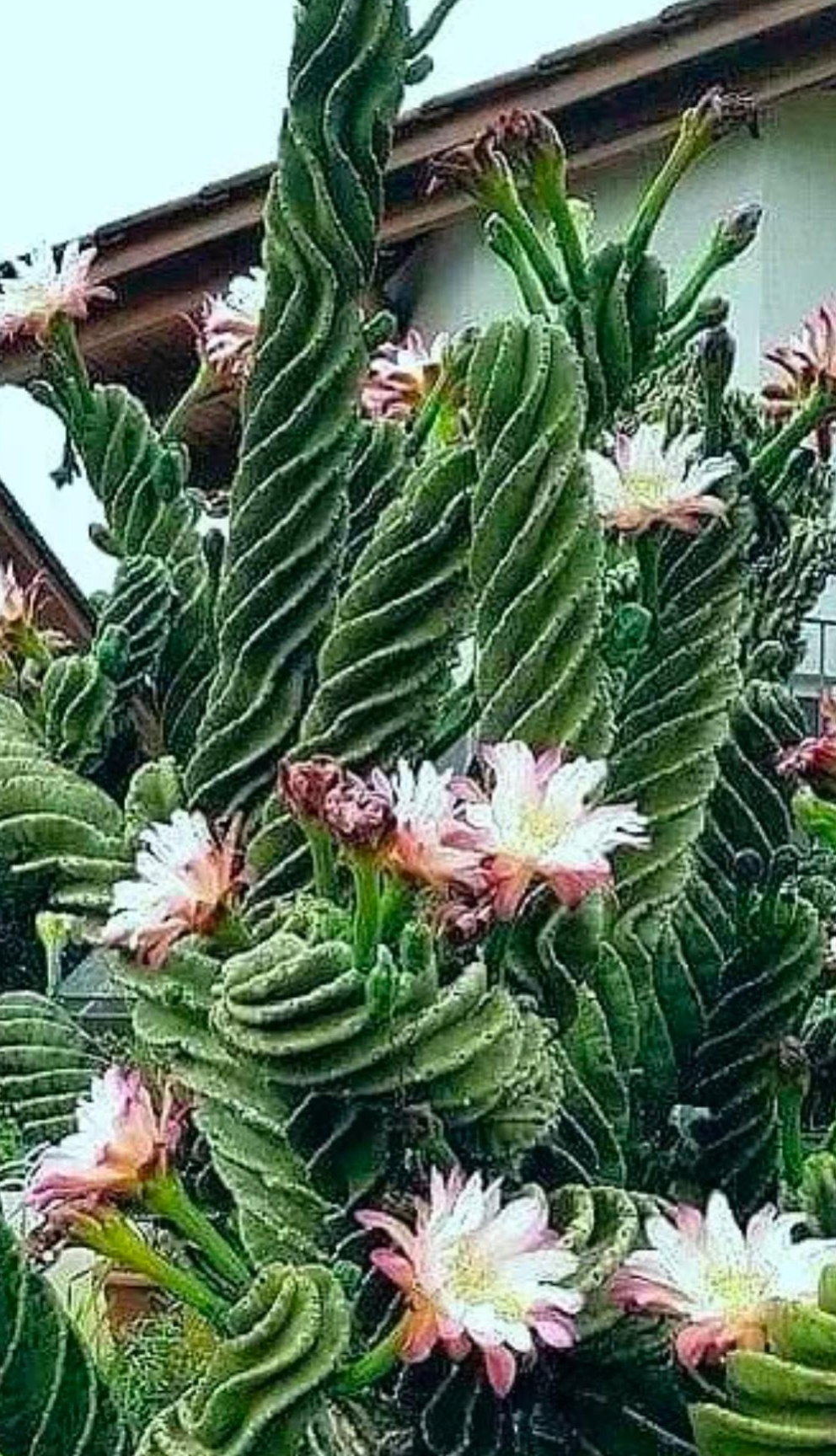 这棵螺旋形的仙人掌,长得好像一棵大树呀?