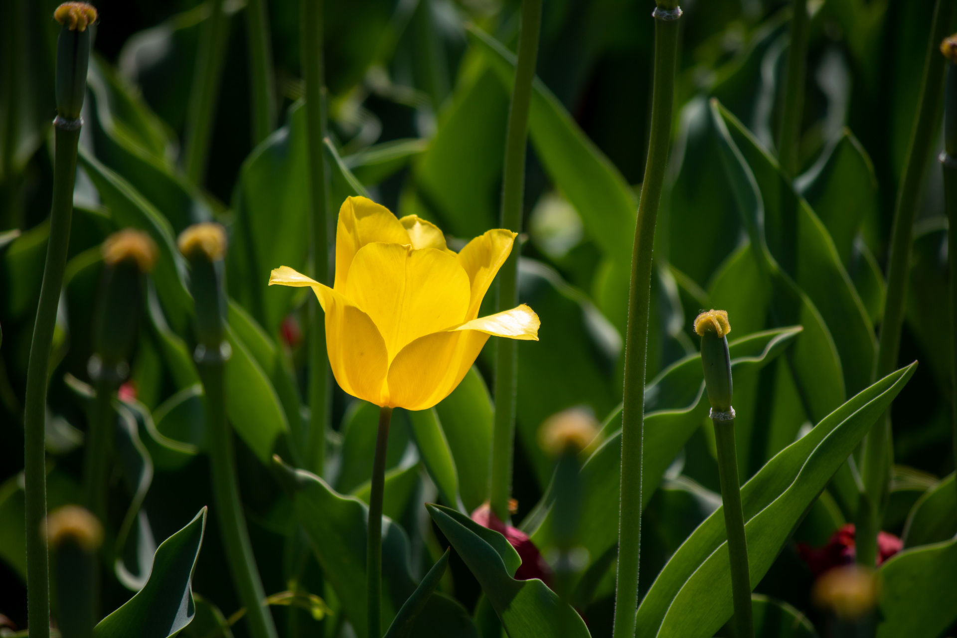 山东聊城月季公园踏青拍下郁金香图片一张,冬去春来.