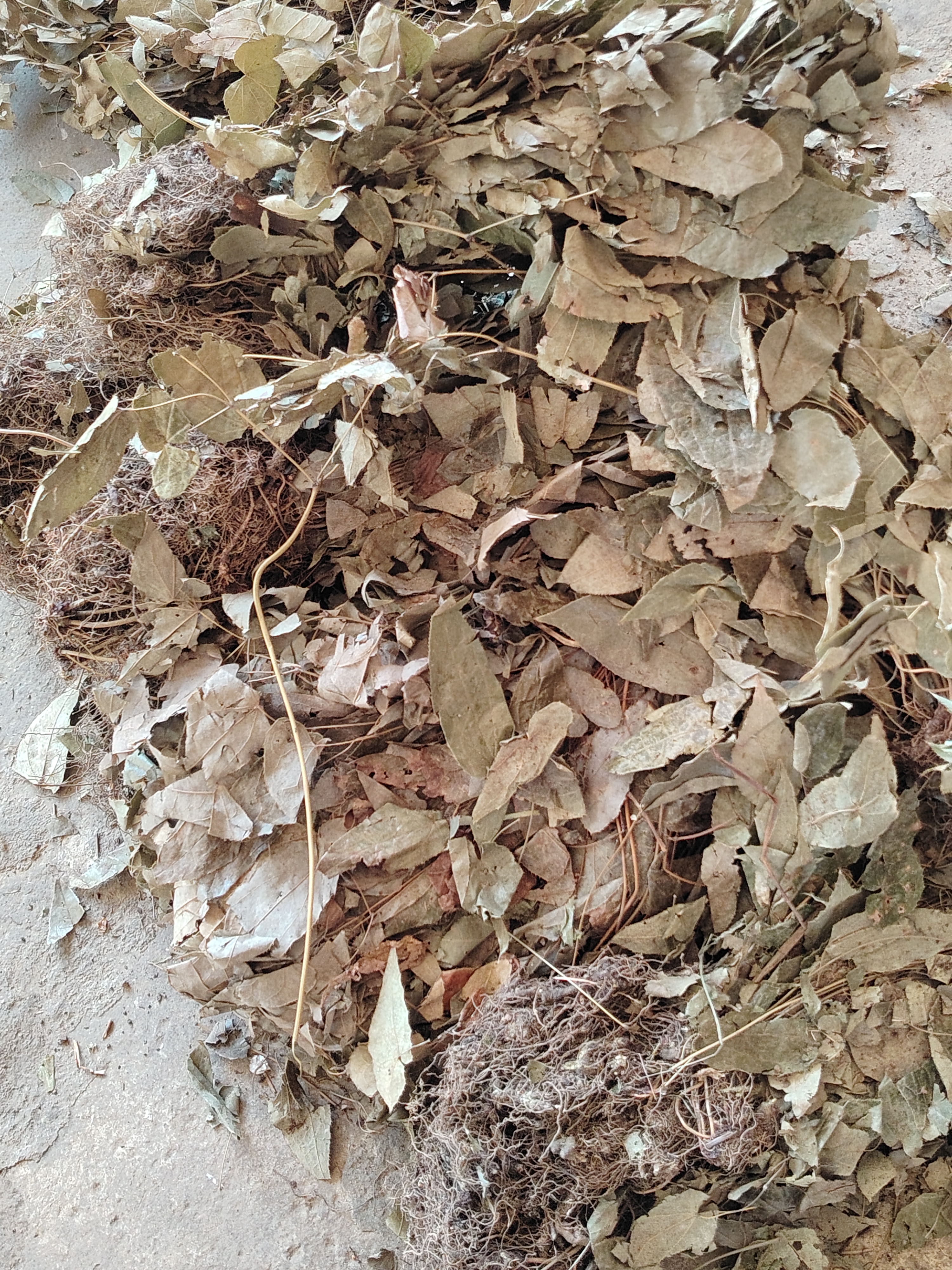 刚刚晒干的野生淫羊藿,现在打好包装,每一袋都是3两到3两6左右