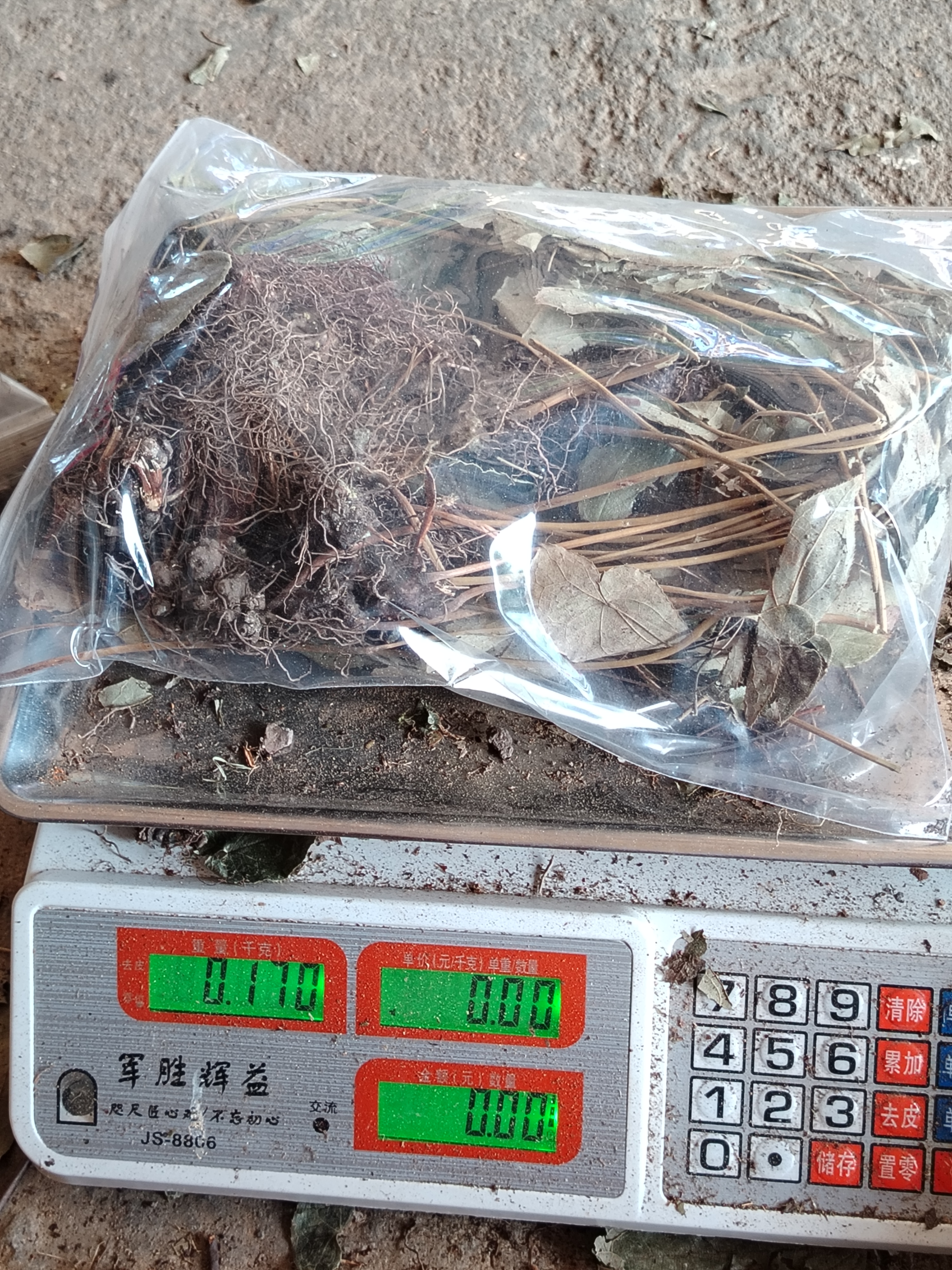 刚刚晒干的野生淫羊藿,现在打好包装,每一袋都是3两到3两6左右