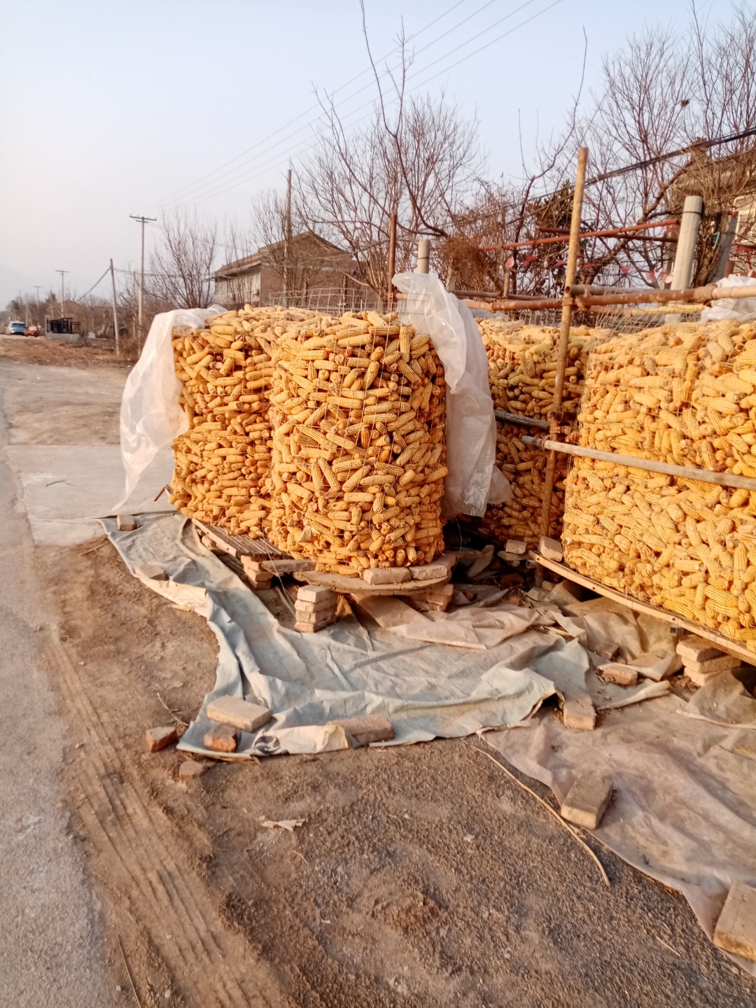 我的家乡,门前的玉米垒成堆,这是我故乡的的面貌