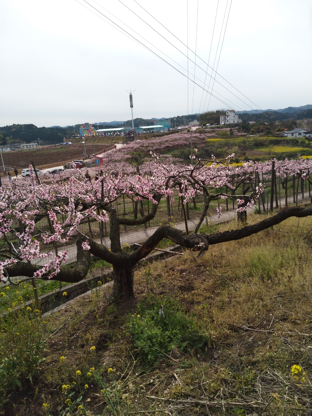西充古楼桃花节