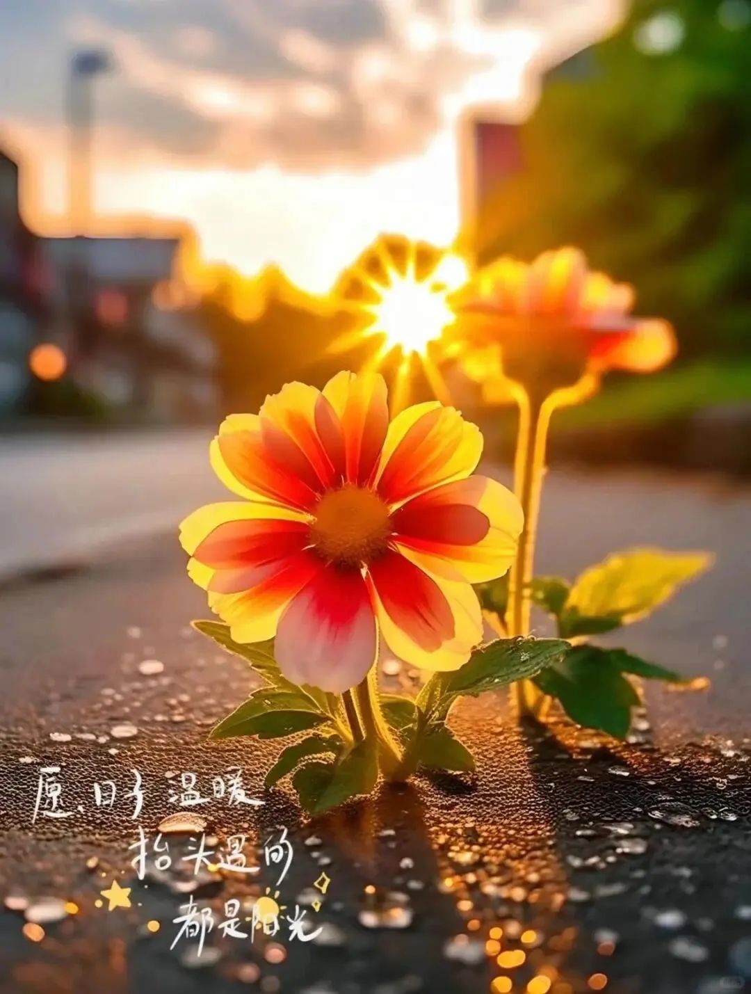 愿你们醒来之际,面朝那温暖的阳光,带着满满的正能量,努力向上