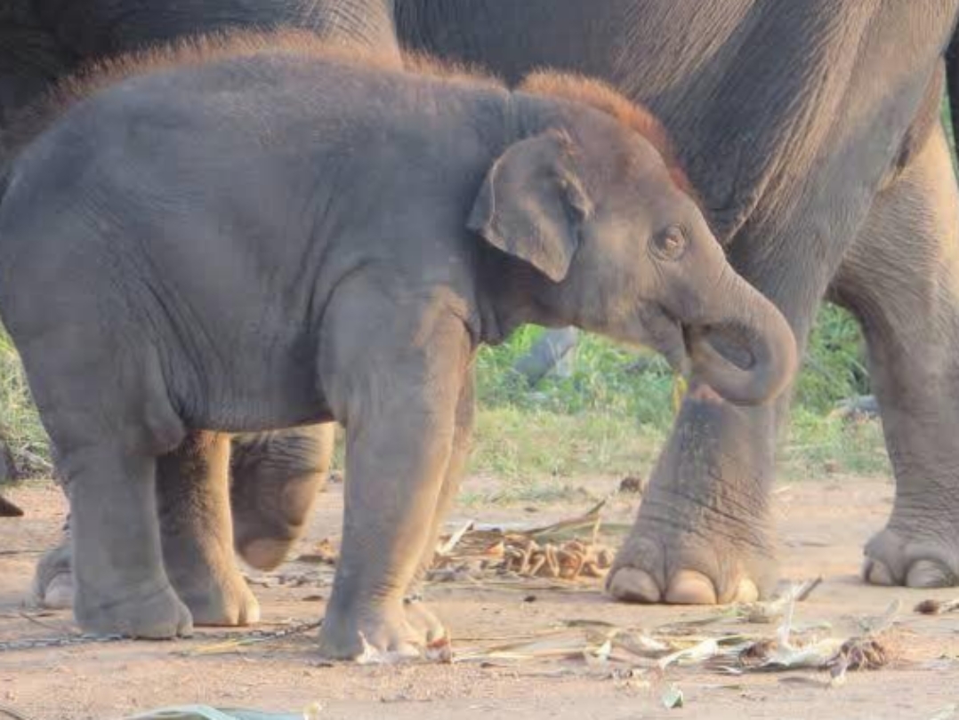 小象会以吮吸鼻子的方式来寻求安慰,就像人类婴儿吮吸拇指一样!