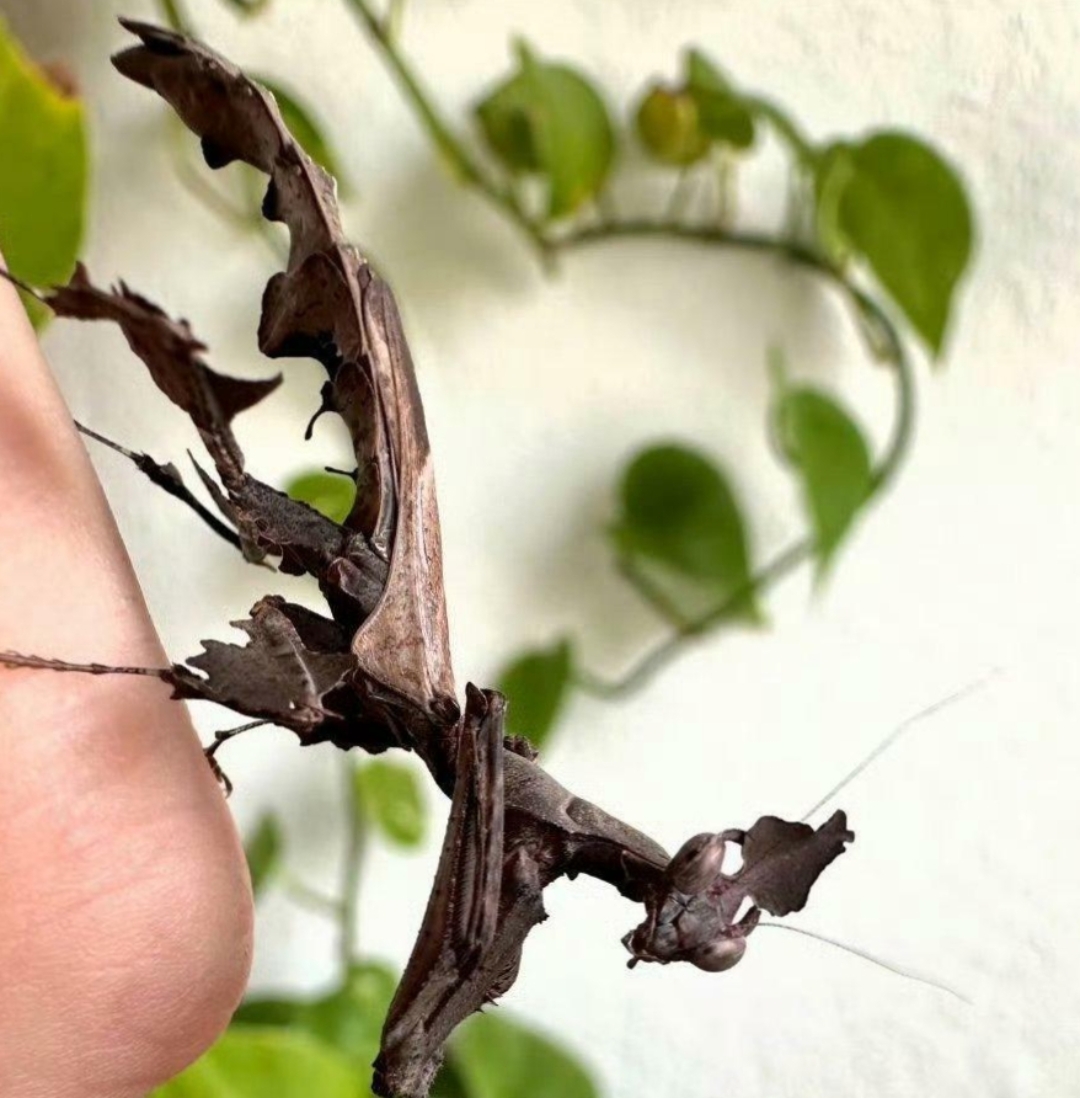 雌性幽灵螳螂居然好似一片烂树叶!莫不是它想参加树叶模仿秀?