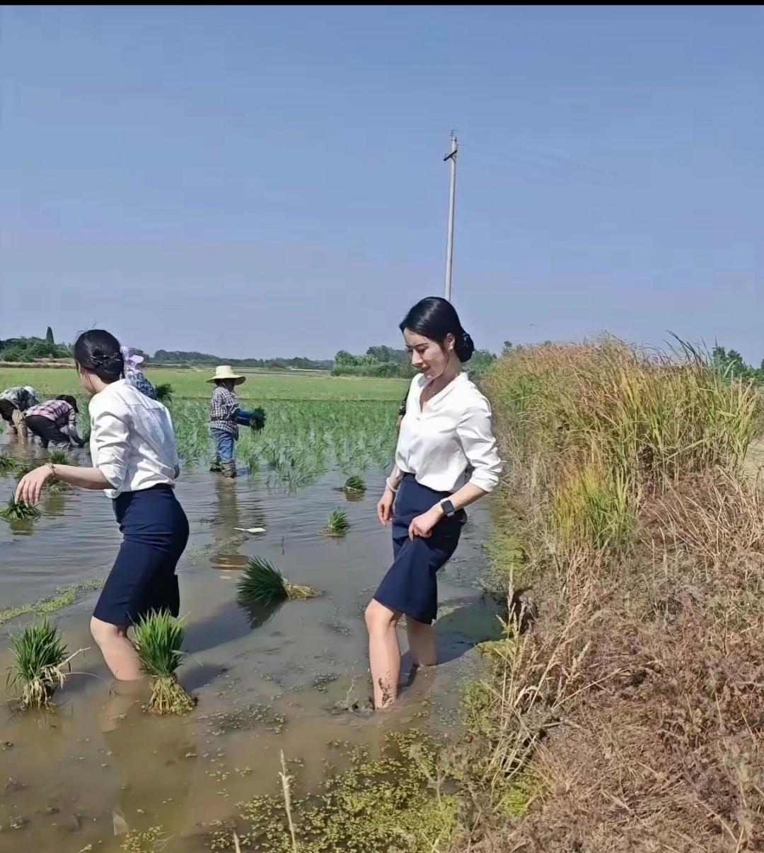 他们把绿油油的水稻植株苗插入水田,秧苗在随风摇曳为这插秧场景增添