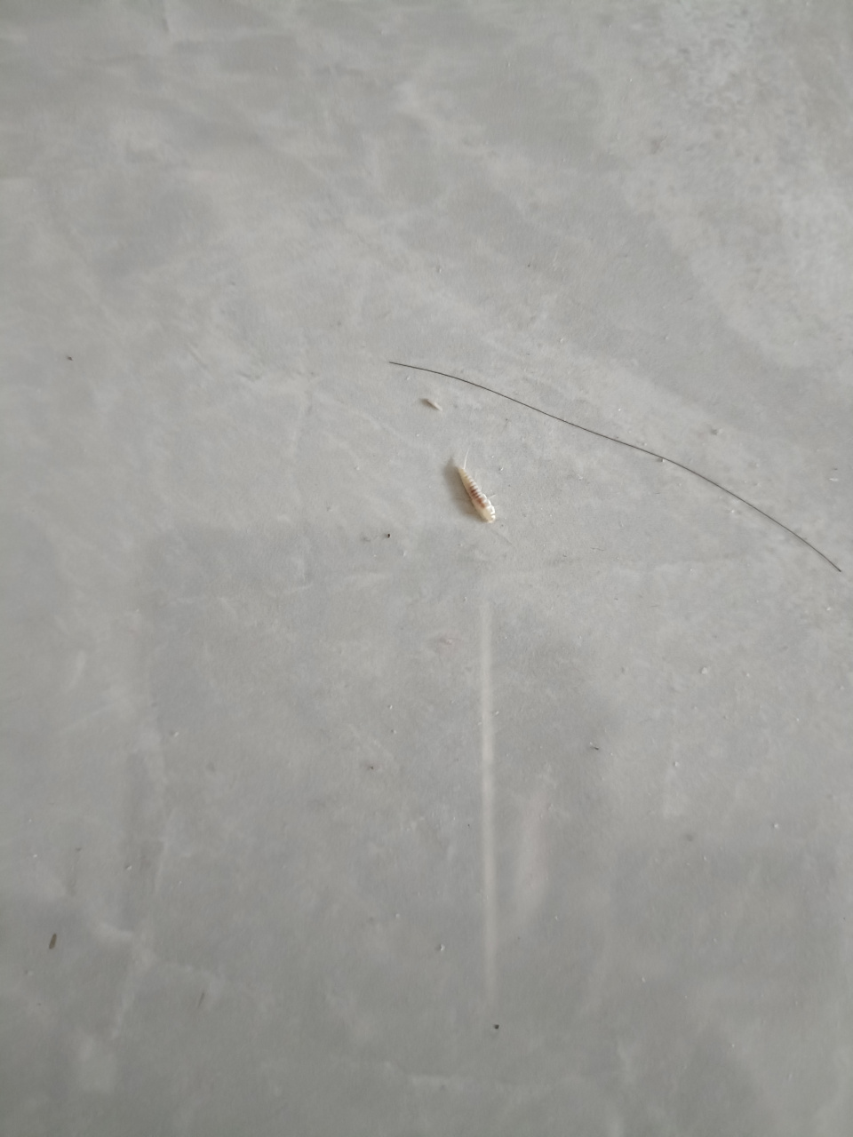 请问这是什么虫子?打扫房间的时候发现在地上爬行的白色虫子