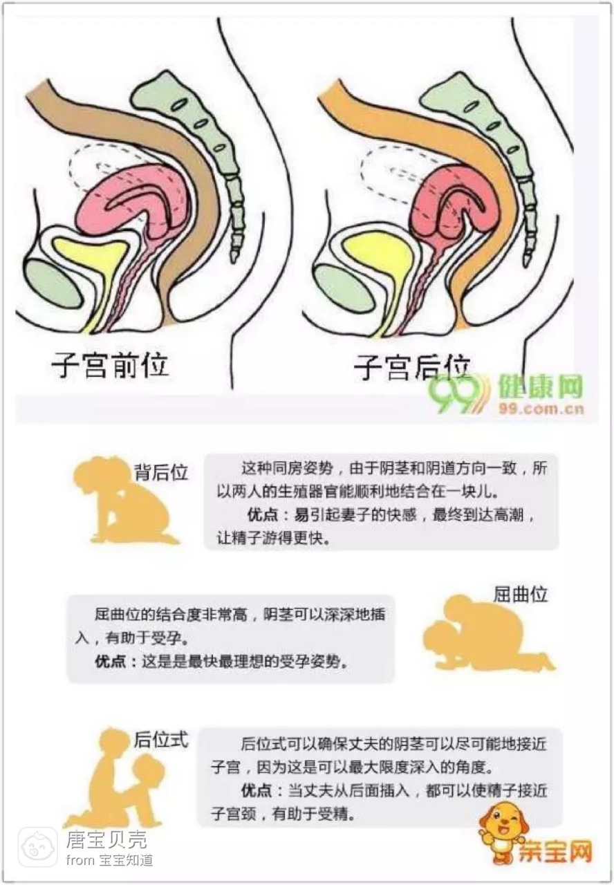 女人的子宫可以分为三个体位:子宫前倾,正位,子宫后倾!