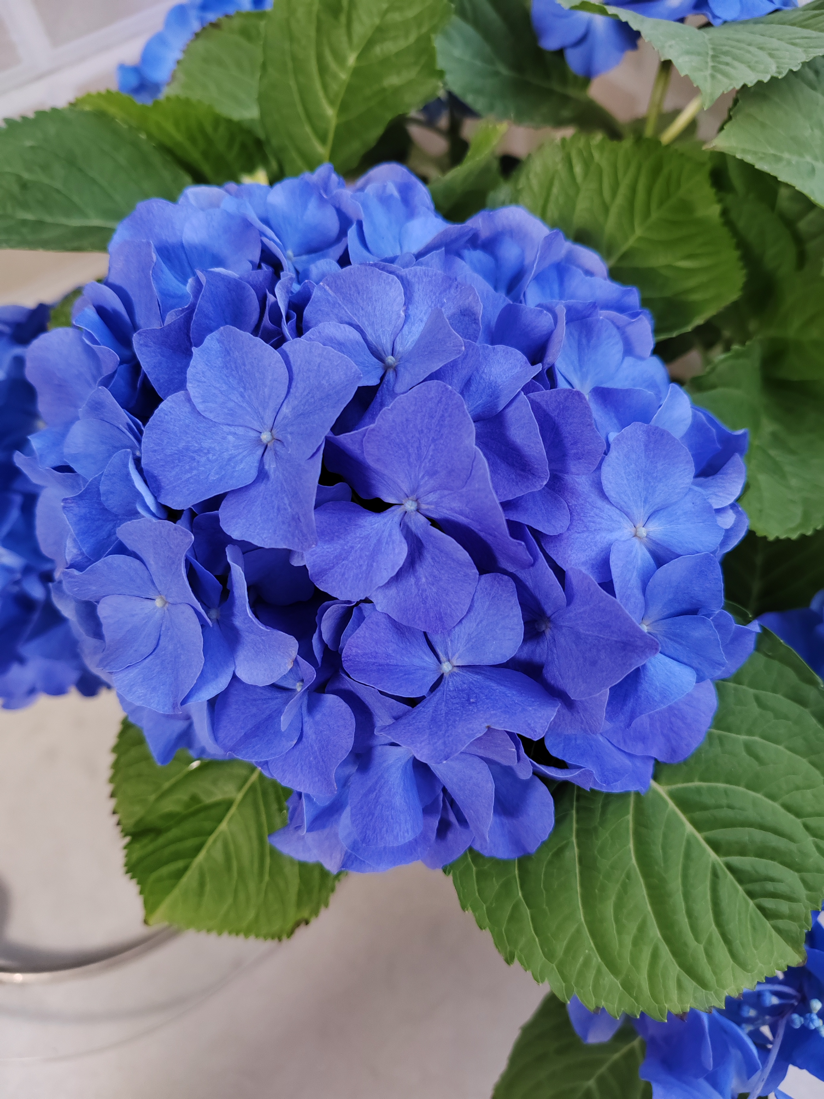 蓝色绣球花,无尽夏, 绽放的瞬间