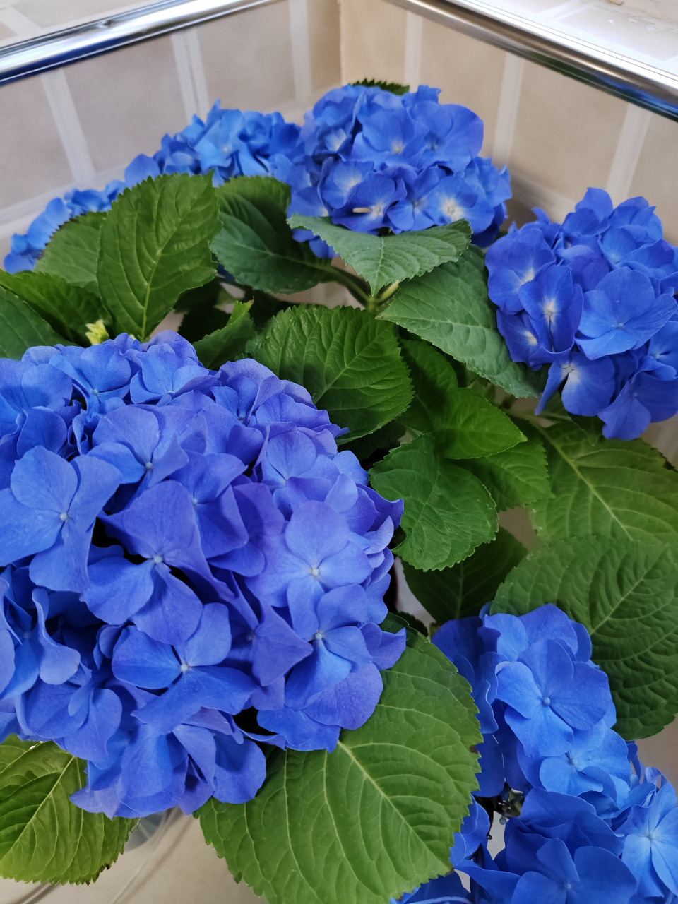 蓝色绣球花,无尽夏, 🌸🌿✨绽放的瞬间✨🌿🌸  ✨朋友