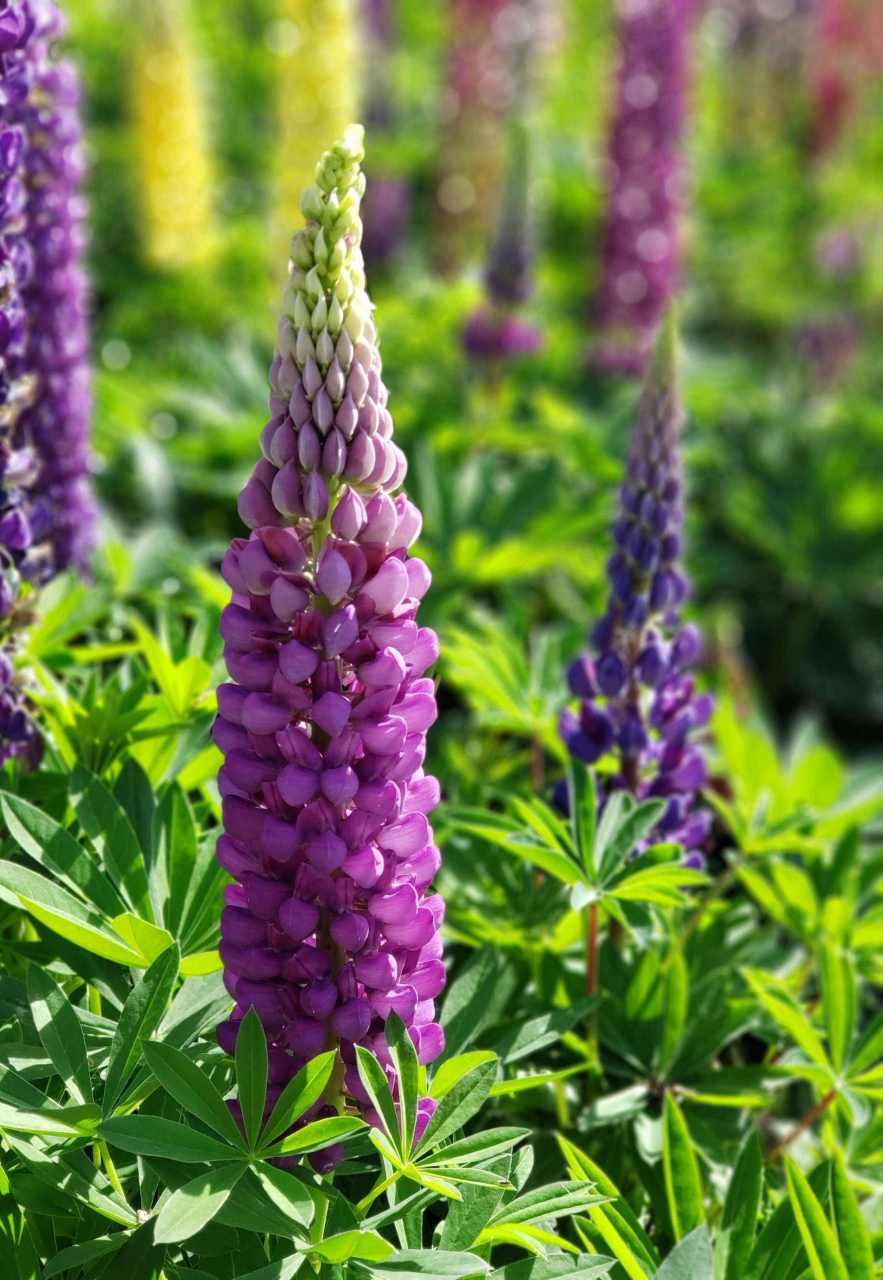 南方的朋友让一下,北方的朋友看看,这就是我们孩童时候唱歌里的鲁冰花