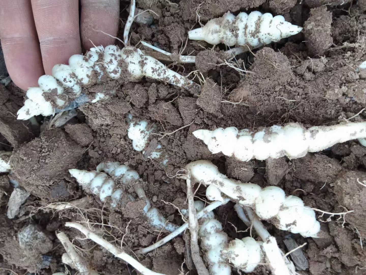 螺丝菜,地环,甘露子种子!#春龙抬首鸿运当头